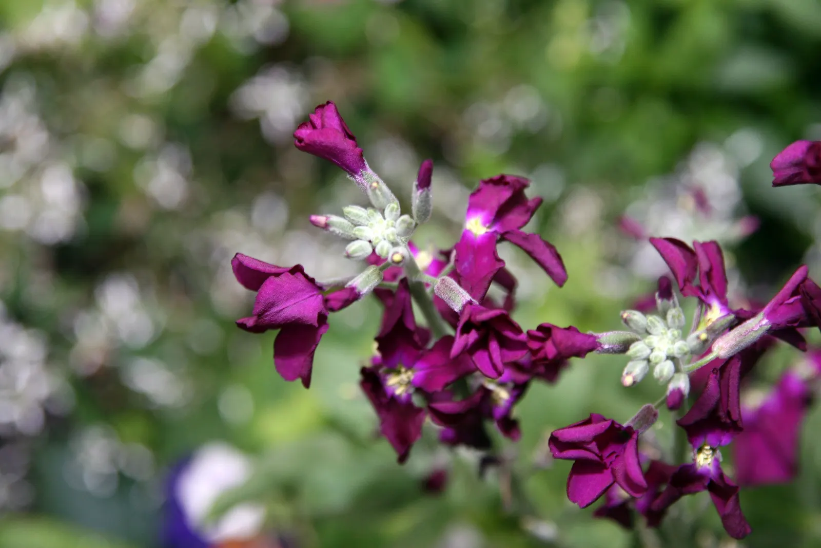Garden Stock (Matthiola Incana) — can be up to 4 inches long; matthiola incana is more likely to behave as a perennial, image 65