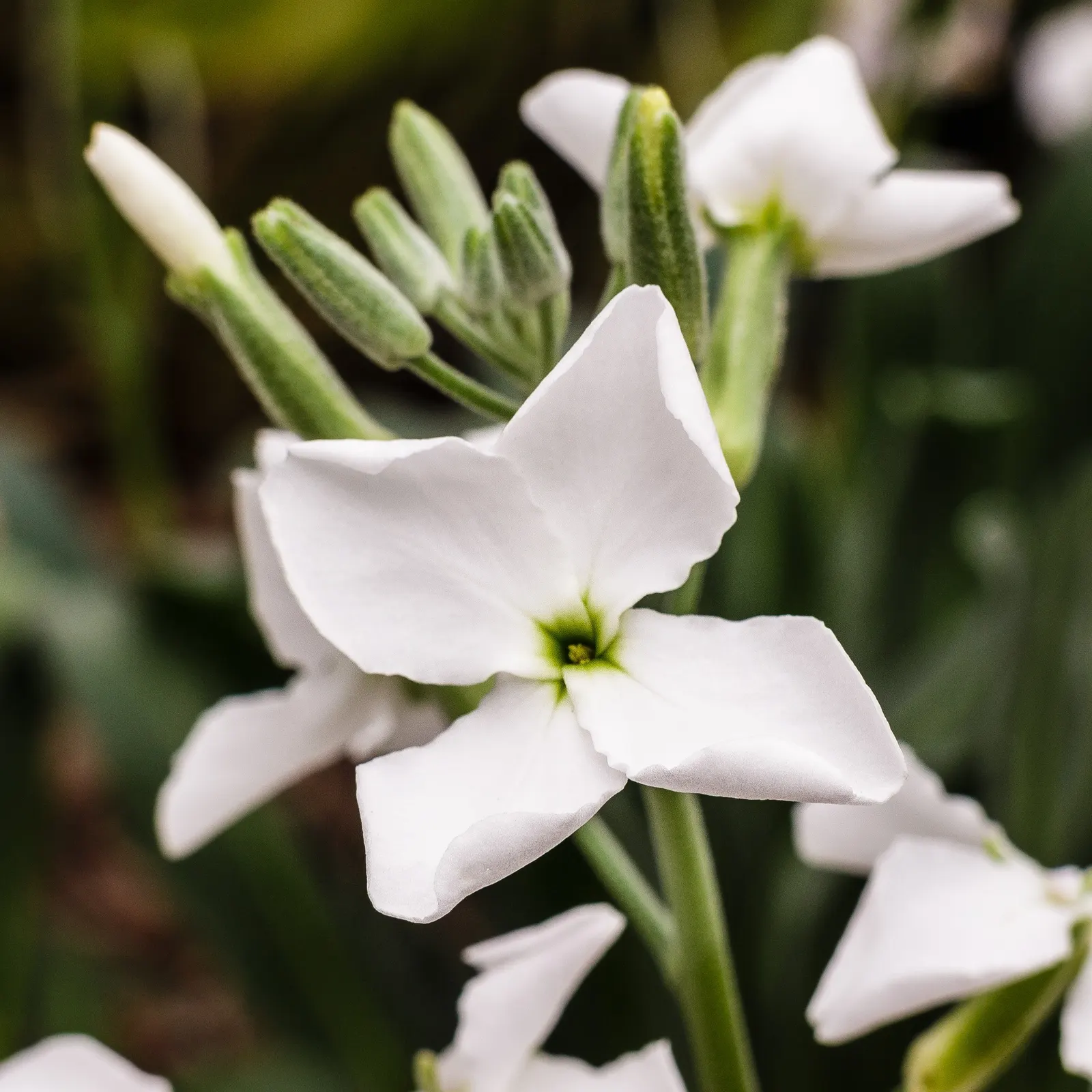 Garden Stock (Matthiola Incana) — gracing gardens with its presence for several seasons; it is also a traditional choice for cottage gardens, image 73