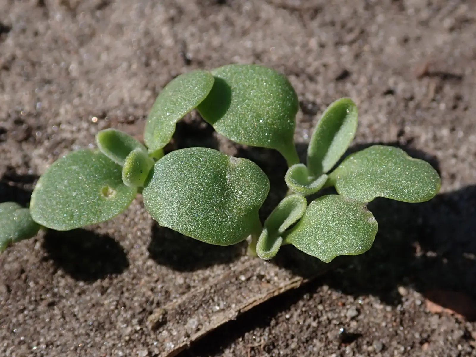 Garden Stock (Matthiola Incana) — Matthiola incana is more likely to behave as a perennial; which grow in a grayish-green hue