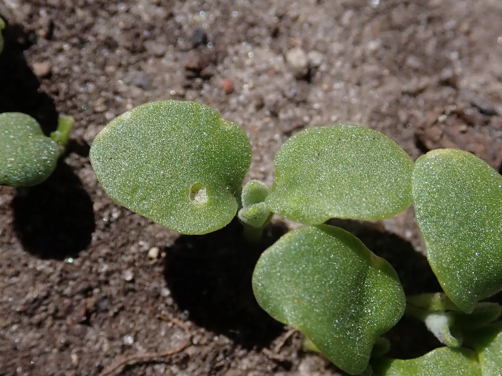 Garden Stock (Matthiola Incana) — which grow in a grayish-green hue; can be up to 4 inches long, image 64