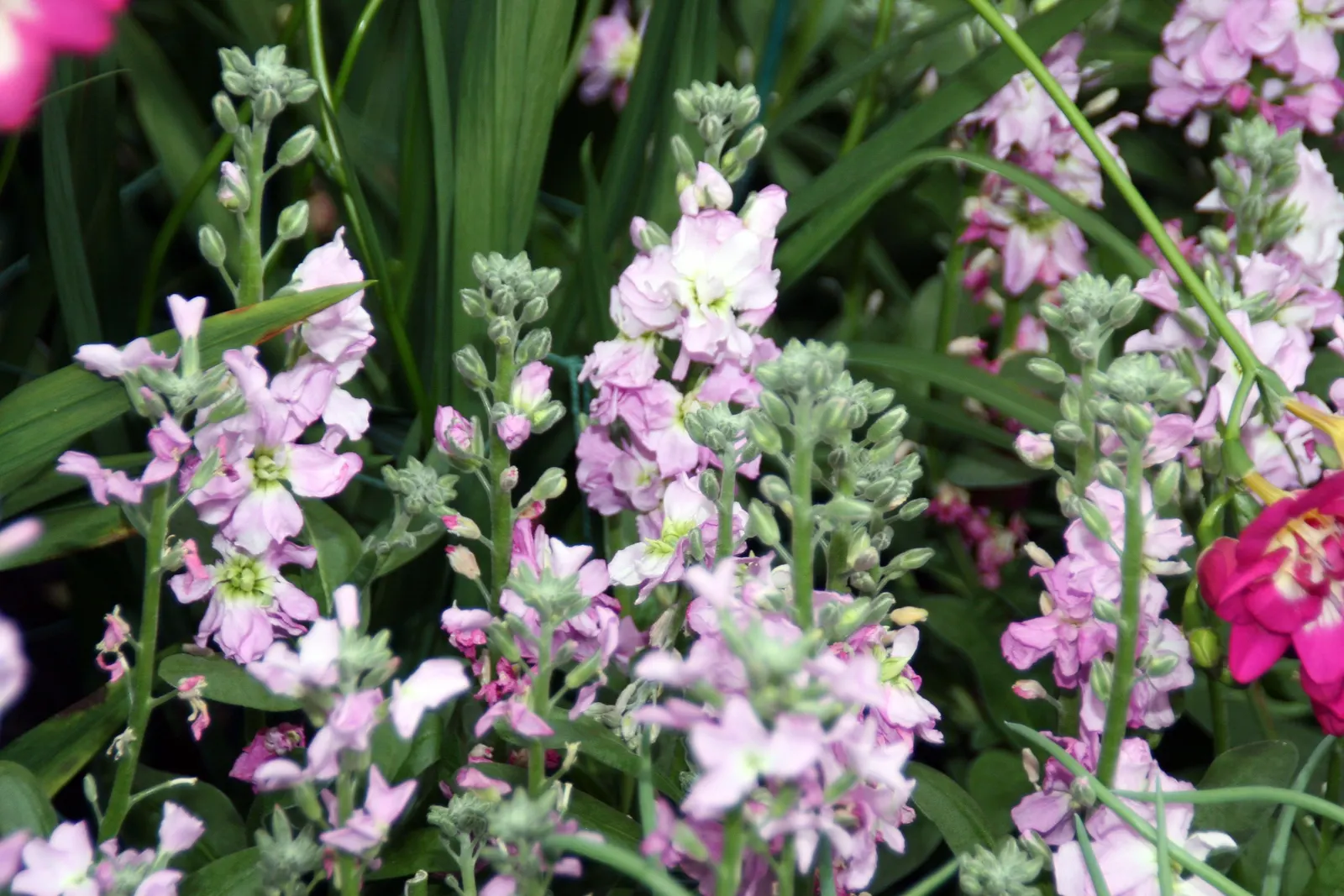 Garden Stock (Matthiola Incana) — Typically reaching 1-2.5 feet in height, it flourishes in well-drained soil and full sun to partial shade; for, image 78