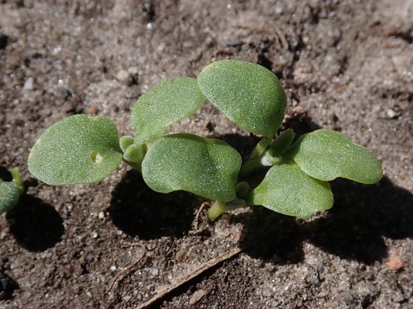 Garden Stock (Matthiola Incana) — where visitors can enjoy its spicy clove-like fragrance