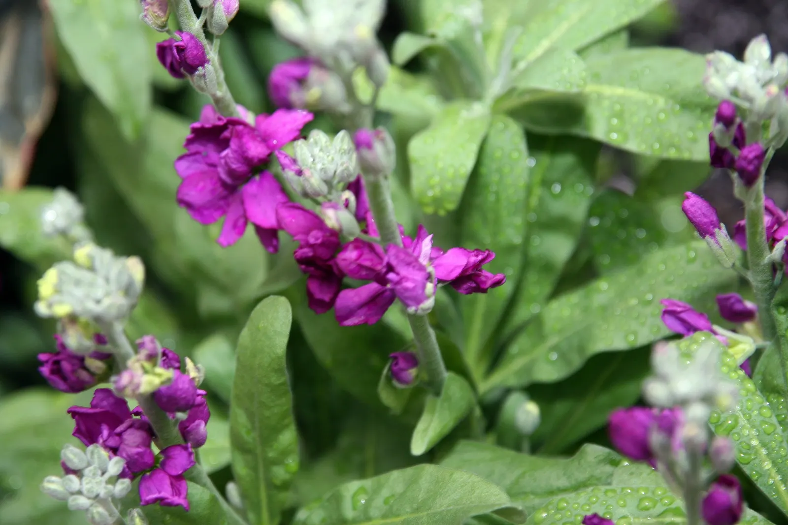 Garden Stock (Matthiola Incana) — This plant typically reaches a height of 12 to 30 inches and can spread 10 to 20 inches; is a charming biennial, image 44