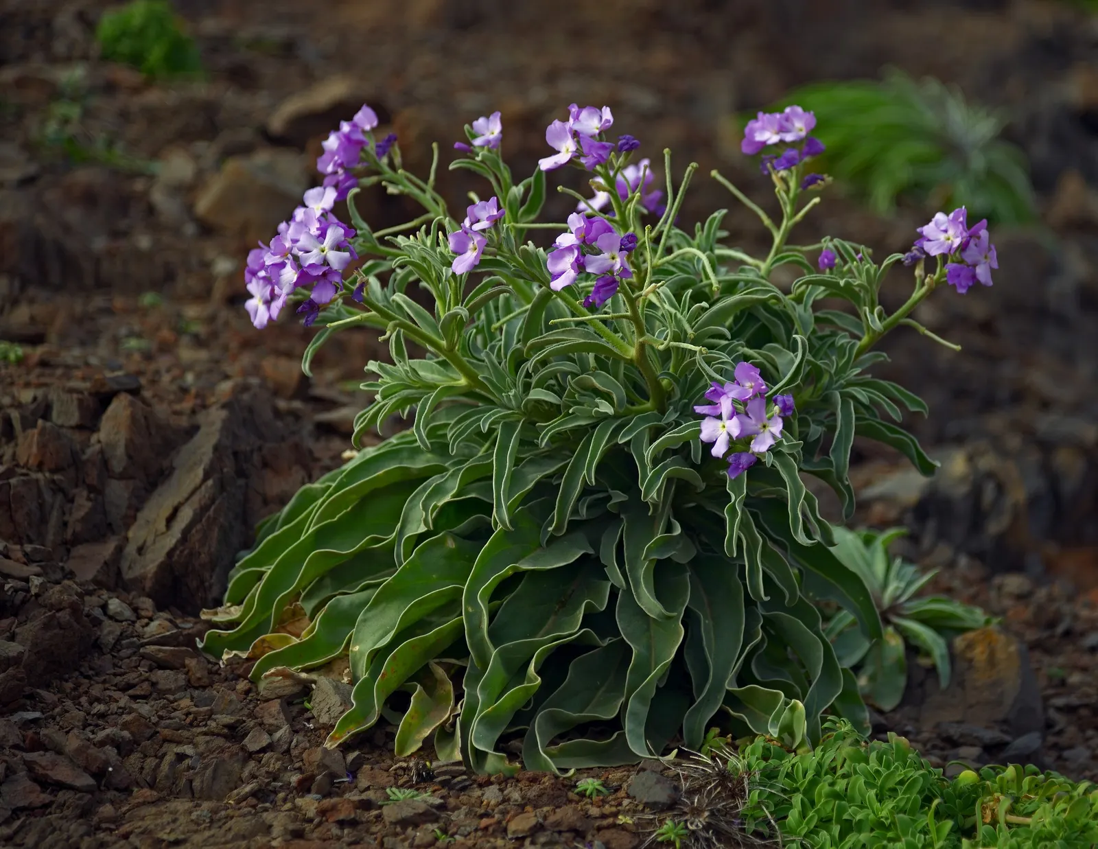 Garden Stock (Matthiola Incana) — offering a subtle backdrop to the vivid spires of densely clustered flowers