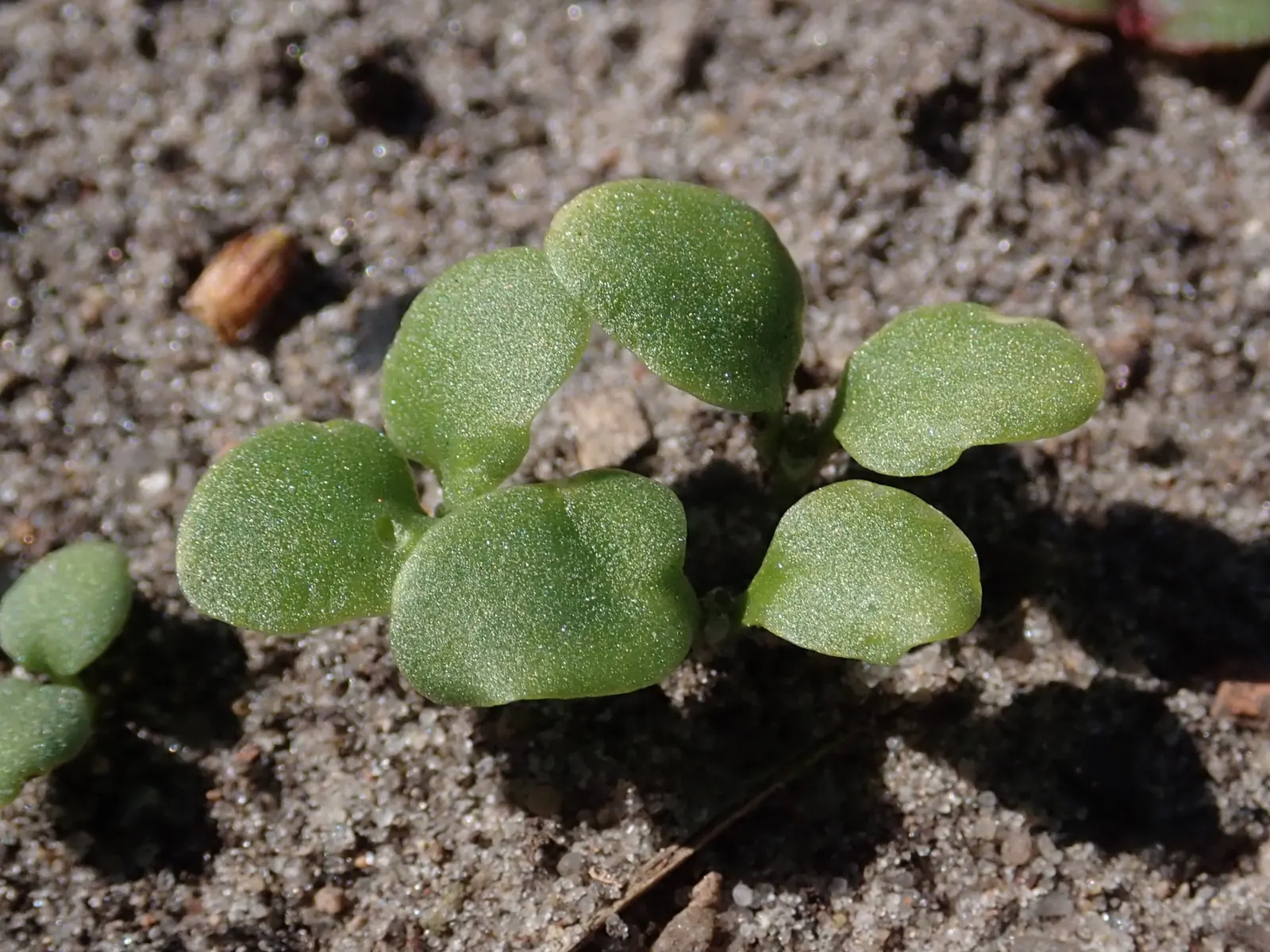 Garden Stock (Matthiola Incana) — annual for full or half; gracing gardens with its presence for several seasons