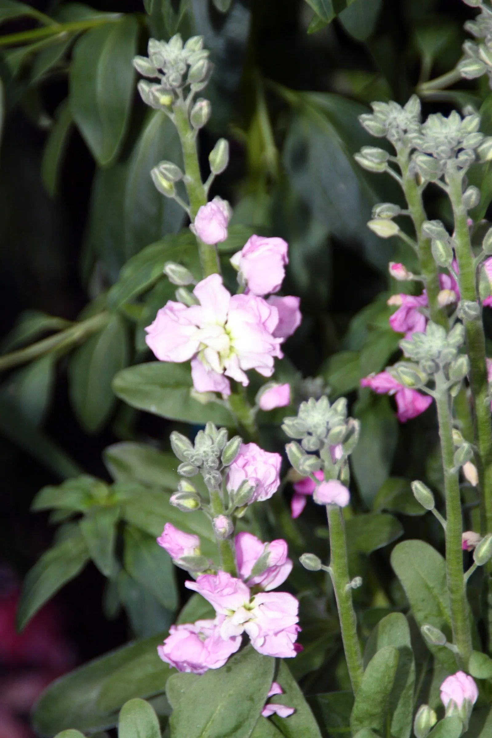 Garden Stock (Matthiola Incana) — It is also a traditional choice for cottage gardens; annual for full or half, image 71