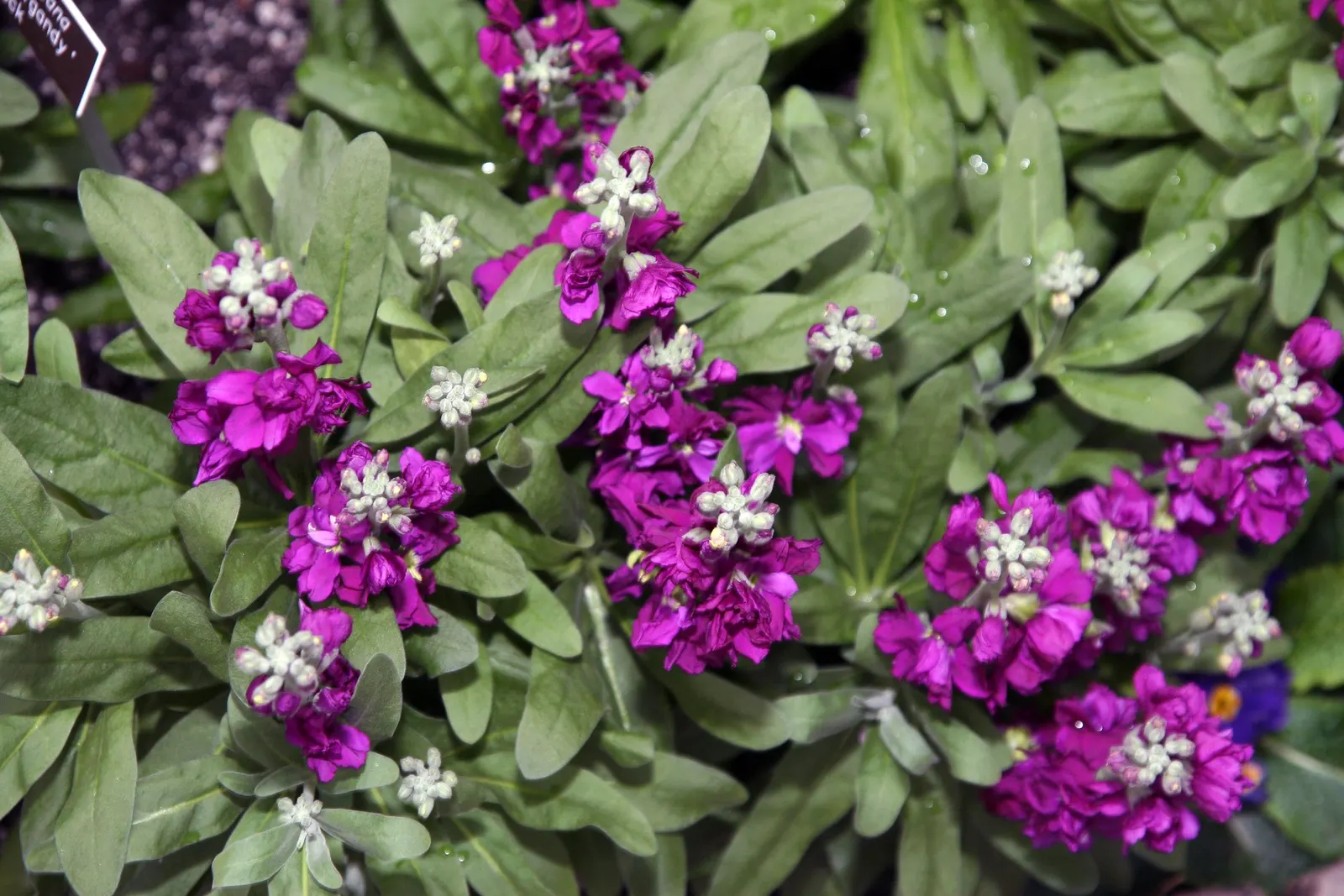 Garden Stock (Matthiola Incana) — annual for full or half; gracing gardens with its presence for several seasons, image 95