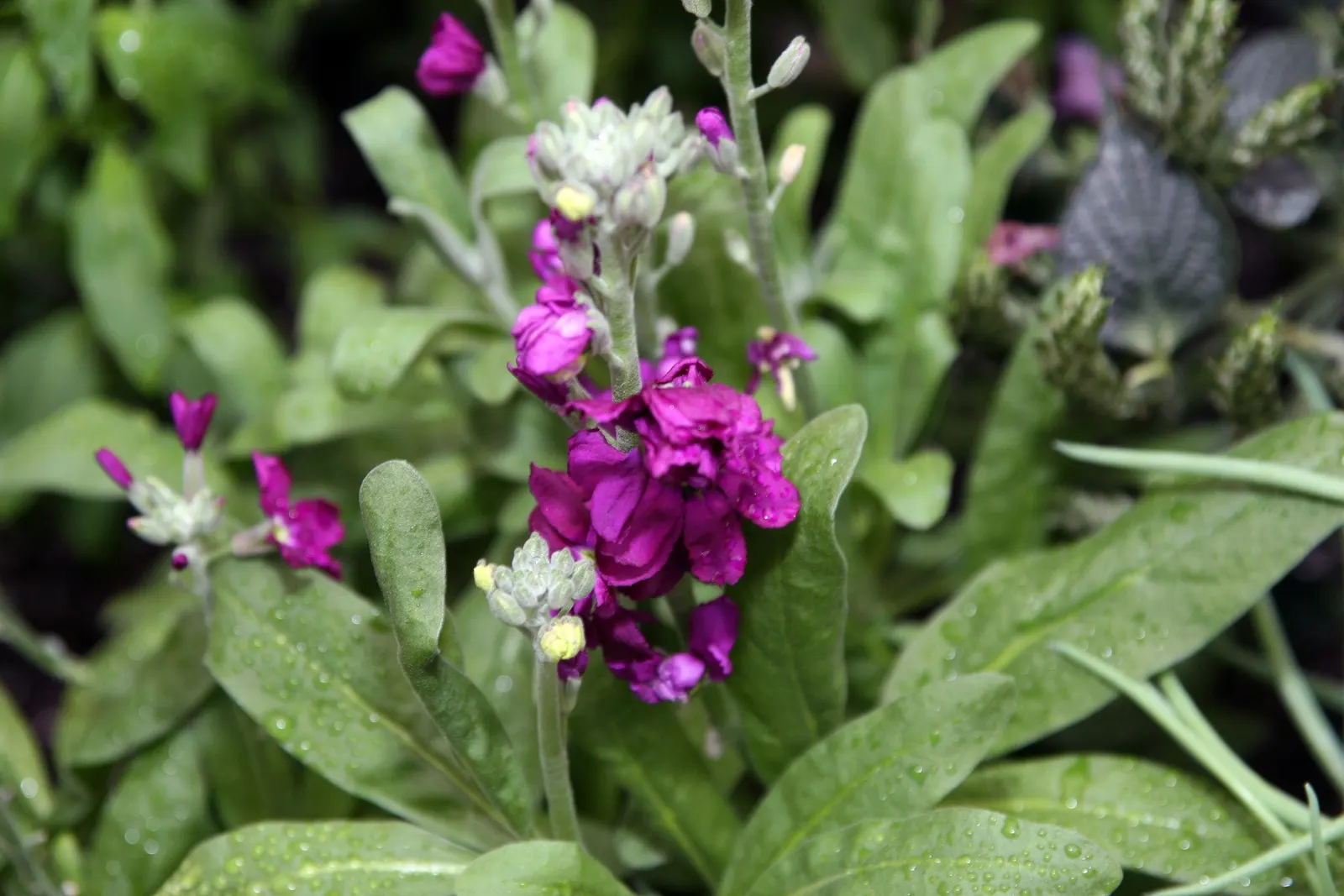 Garden Stock (Matthiola Incana) — which grow in a grayish-green hue