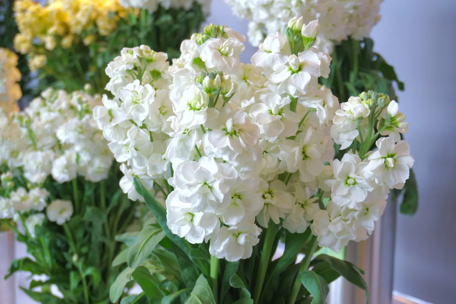 Garden Stock (Matthiola Incana) — annual for full or half; gracing gardens with its presence for several seasons, image 57