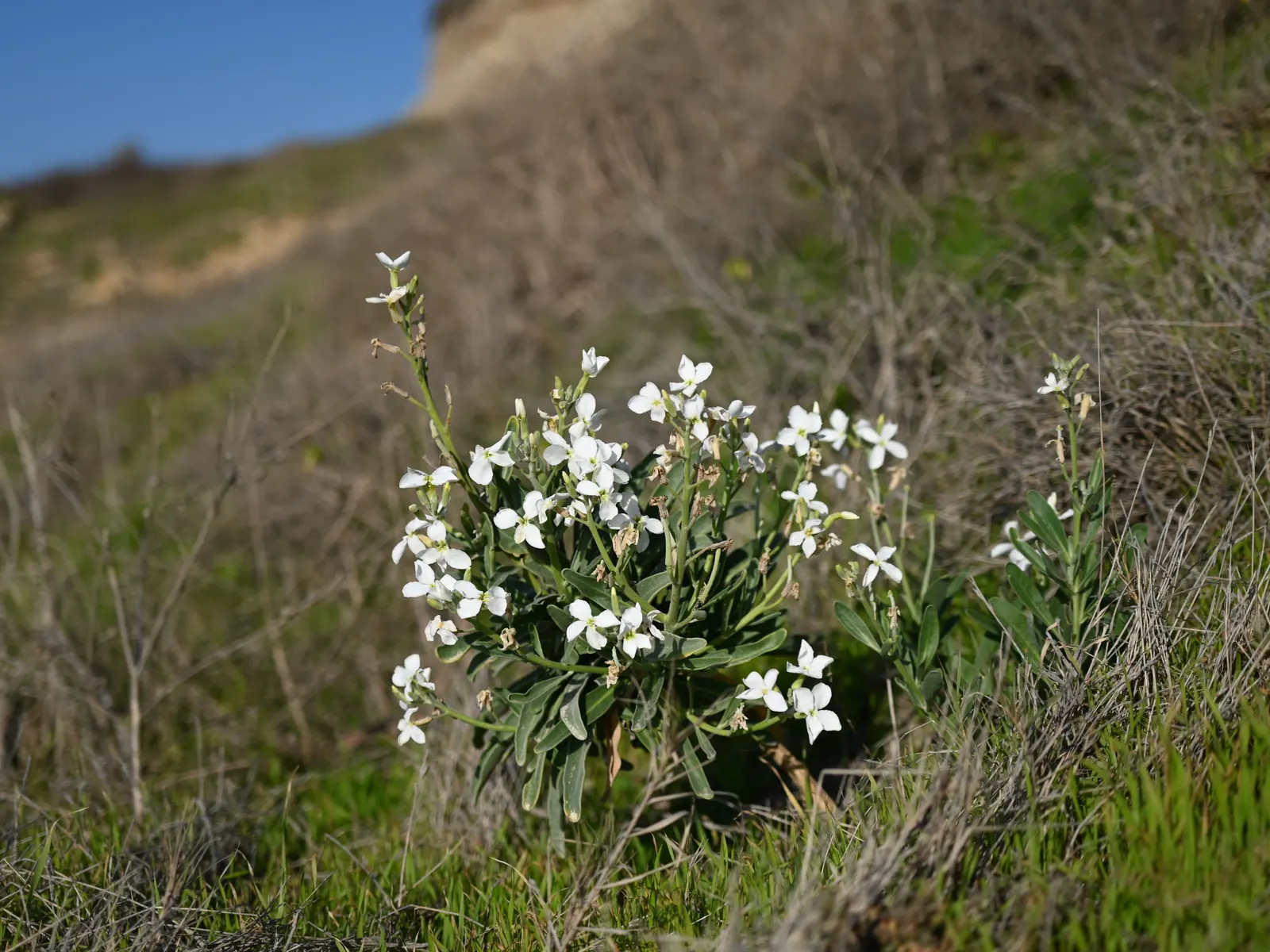 Garden Stock (Matthiola Incana) — This plant typically reaches a height of 12 to 30 inches and can spread 10 to 20 inches; is a charming biennial, image 63