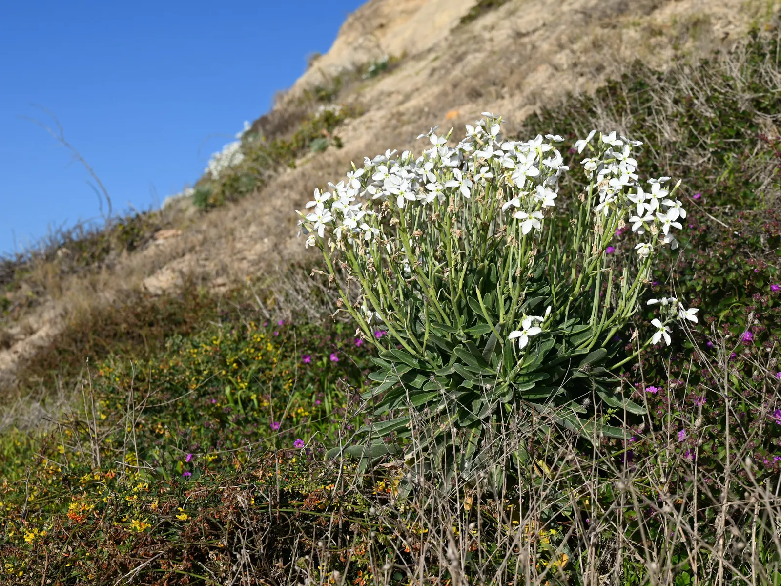 Garden Stock (Matthiola Incana) — offering a subtle backdrop to the vivid spires of densely clustered flowers; its dense clusters of blossoms, image 85