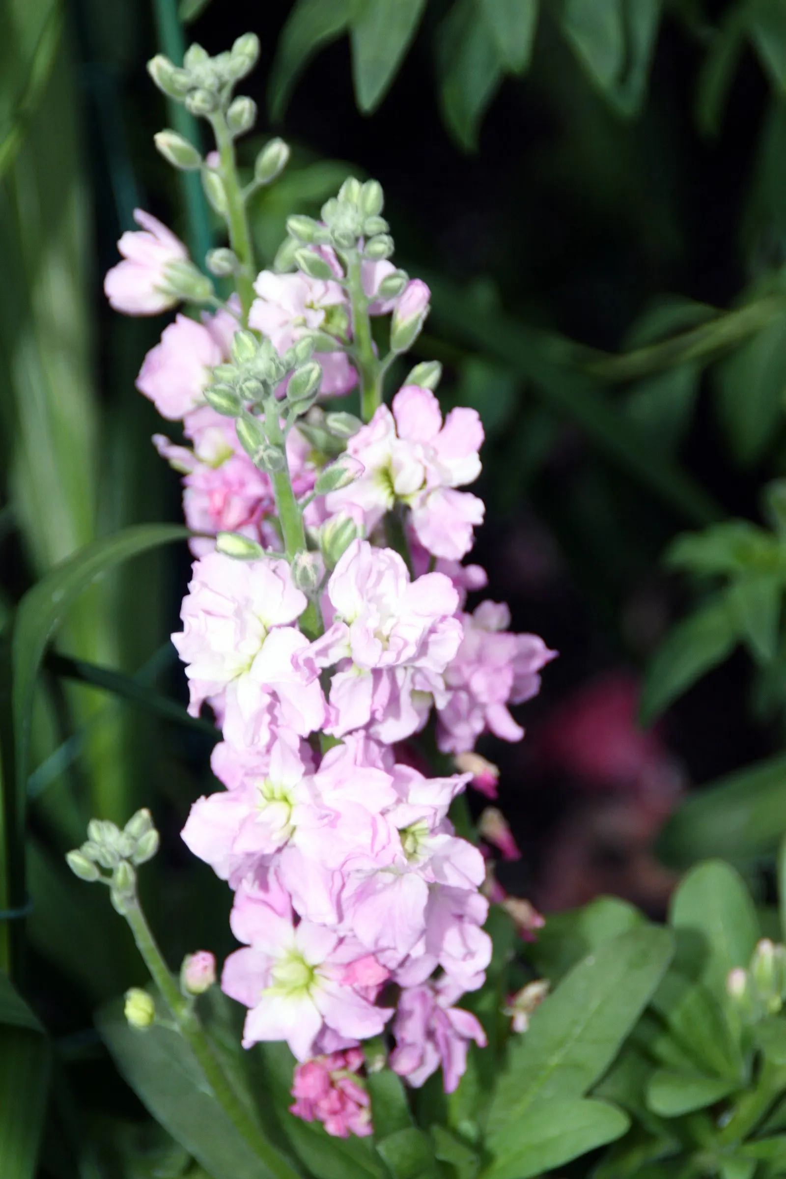 Garden Stock (Matthiola Incana) — is a charming biennial known for its delightful fragrance and profusion of colors; ideal for borders or as a cut, image 96