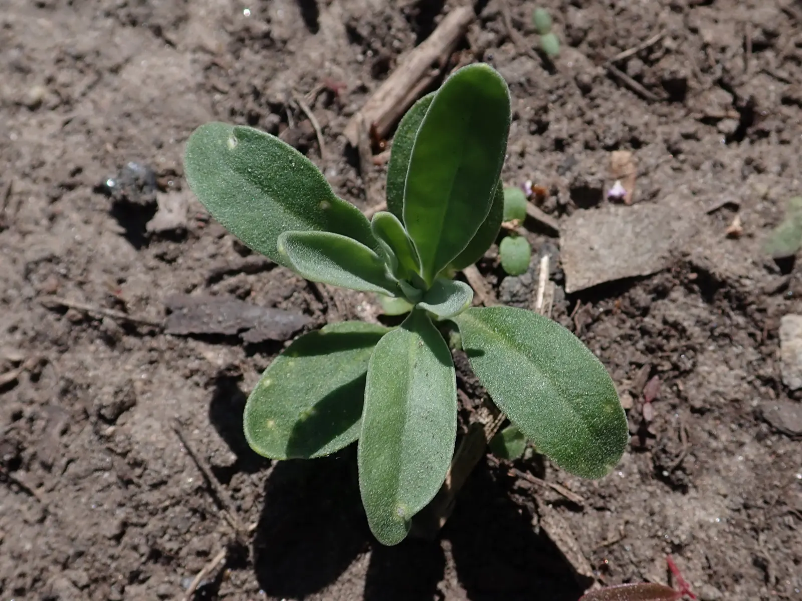 Garden Stock (Matthiola Incana) — For optimal growth and bloom; pink and red flowers in the garden