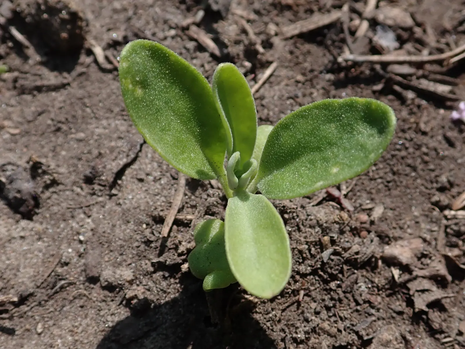 Garden Stock (Matthiola Incana) — which grow in a grayish-green hue; can be up to 4 inches long