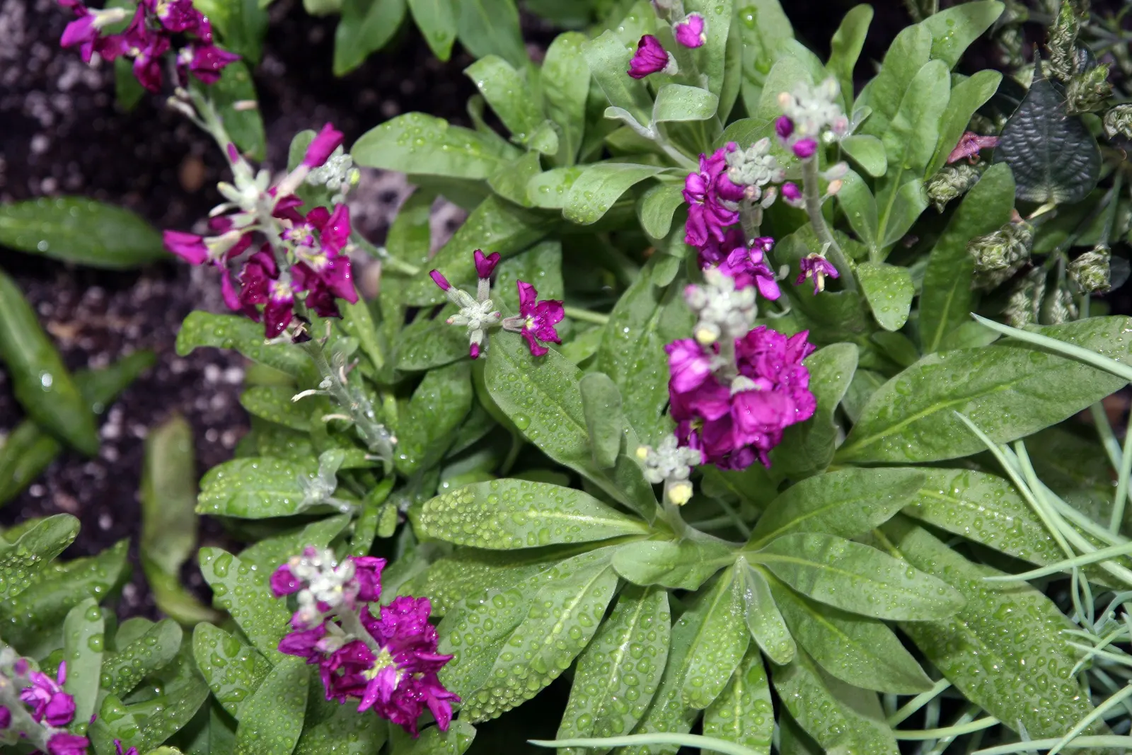 Garden Stock (Matthiola Incana) — which grow in a grayish-green hue; can be up to 4 inches long, image 83