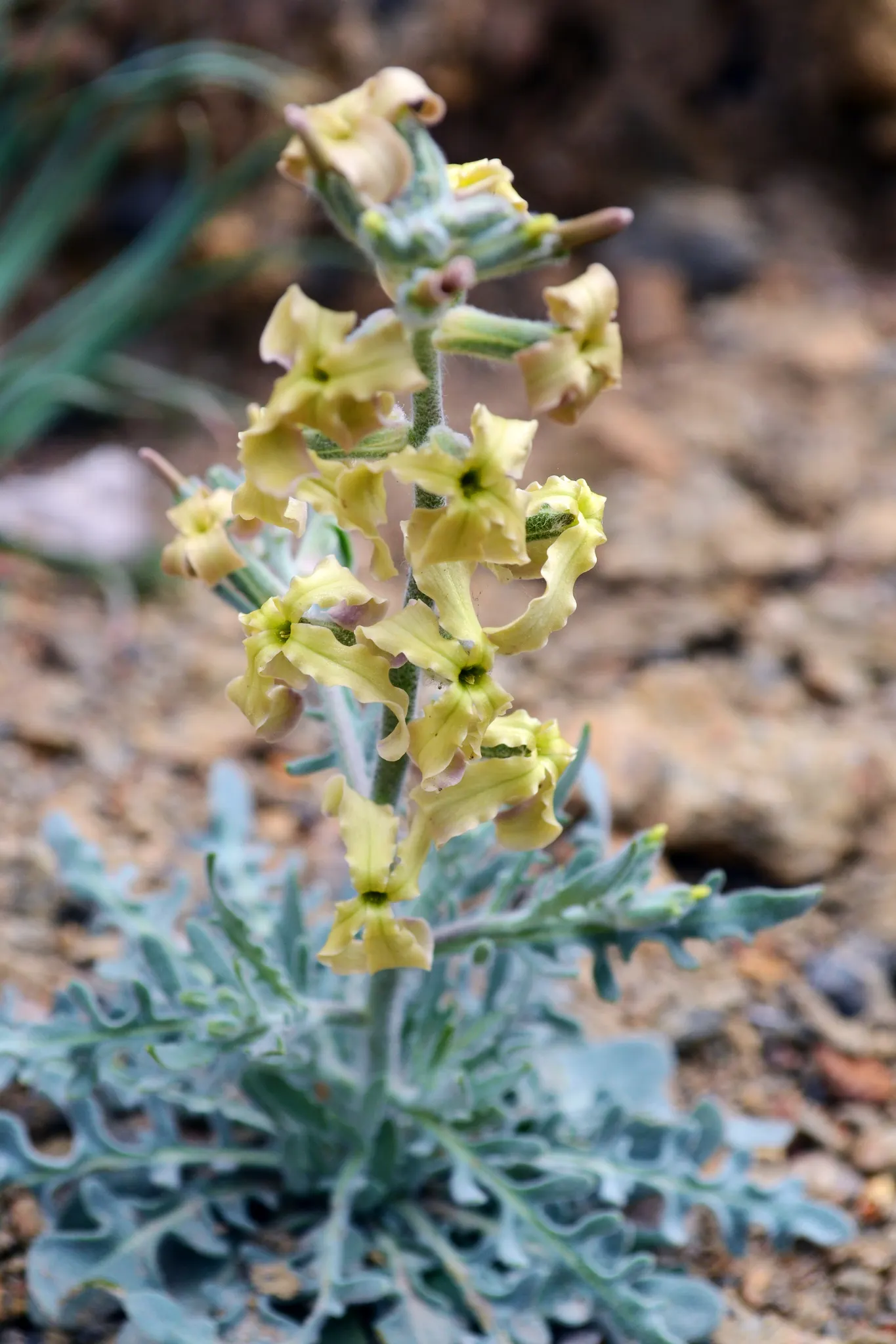 Garden Stock (Matthiola Incana) — can be up to 4 inches long