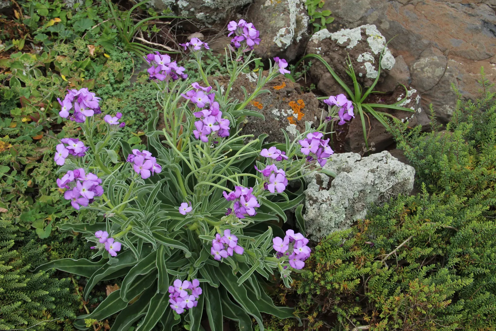 Garden Stock (Matthiola Incana) — can be up to 4 inches long; matthiola incana is more likely to behave as a perennial