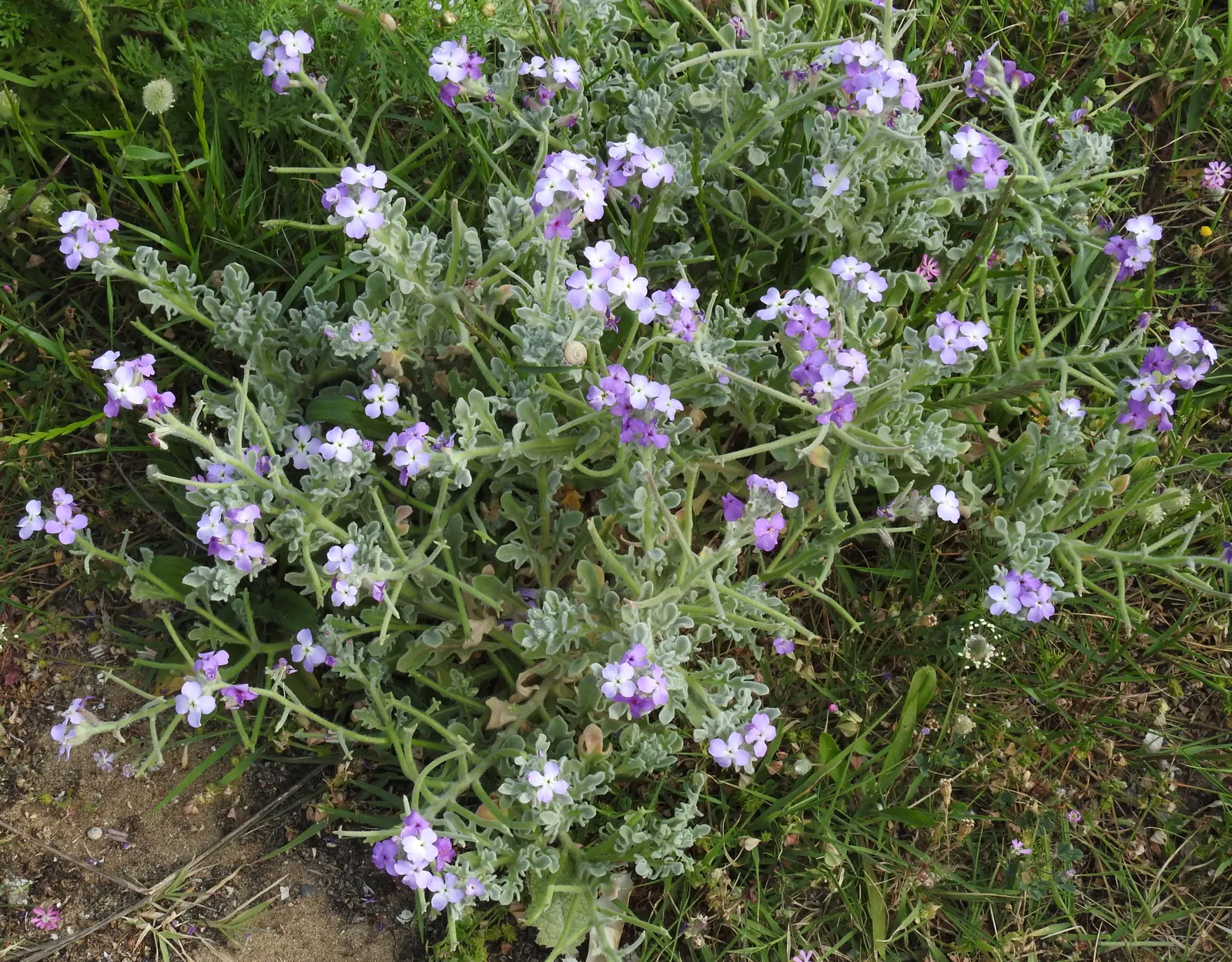 Garden Stock (Matthiola Incana) — For optimal growth and bloom; pink and red flowers in the garden, image 49