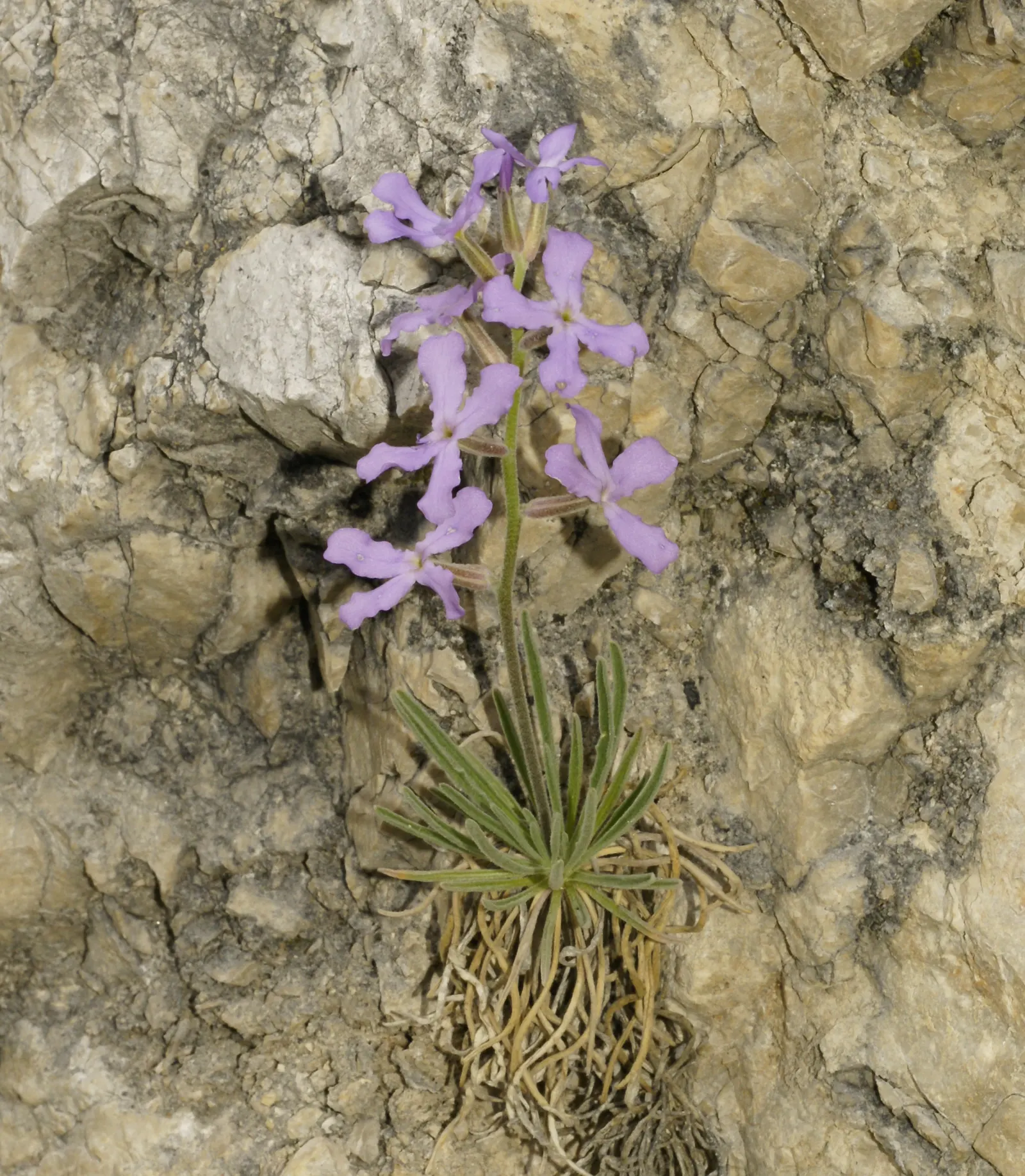 Garden Stock (Matthiola Incana) — For optimal growth and bloom; pink and red flowers in the garden, image 87