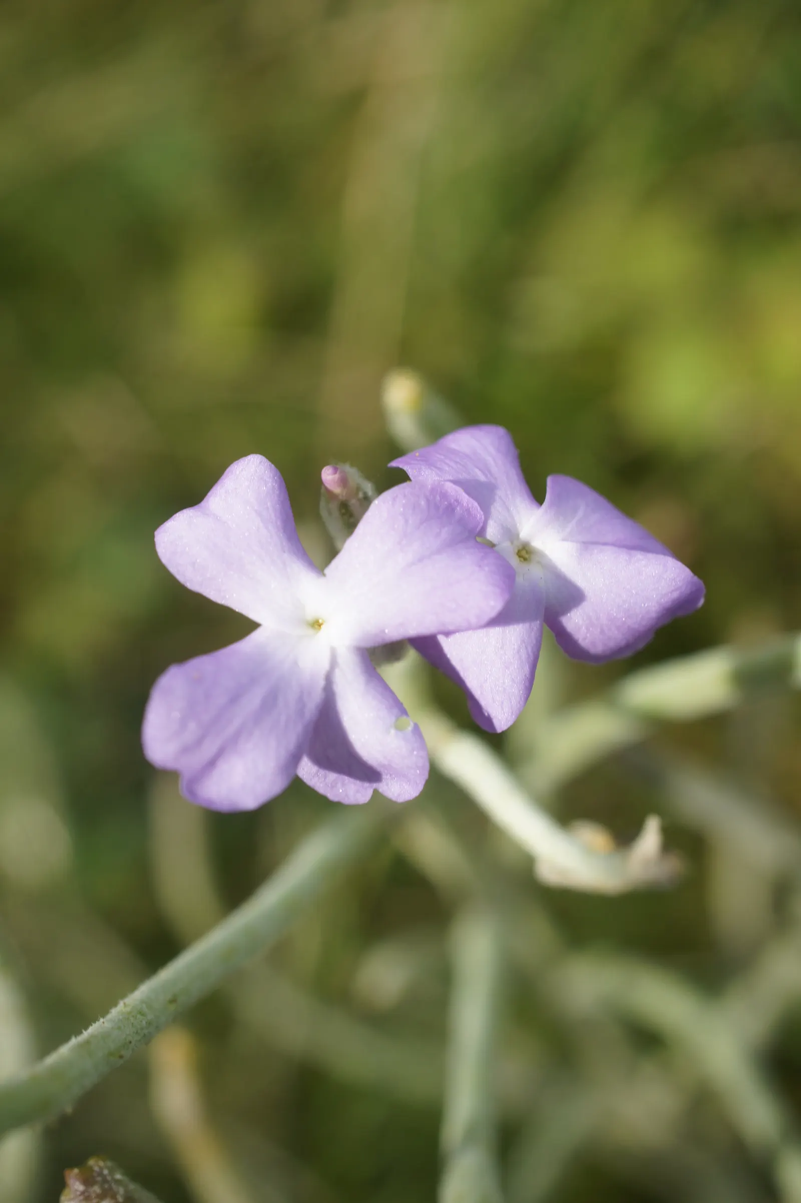 Garden Stock (Matthiola Incana) — These blossoms come in a variety of hues including white, image 67