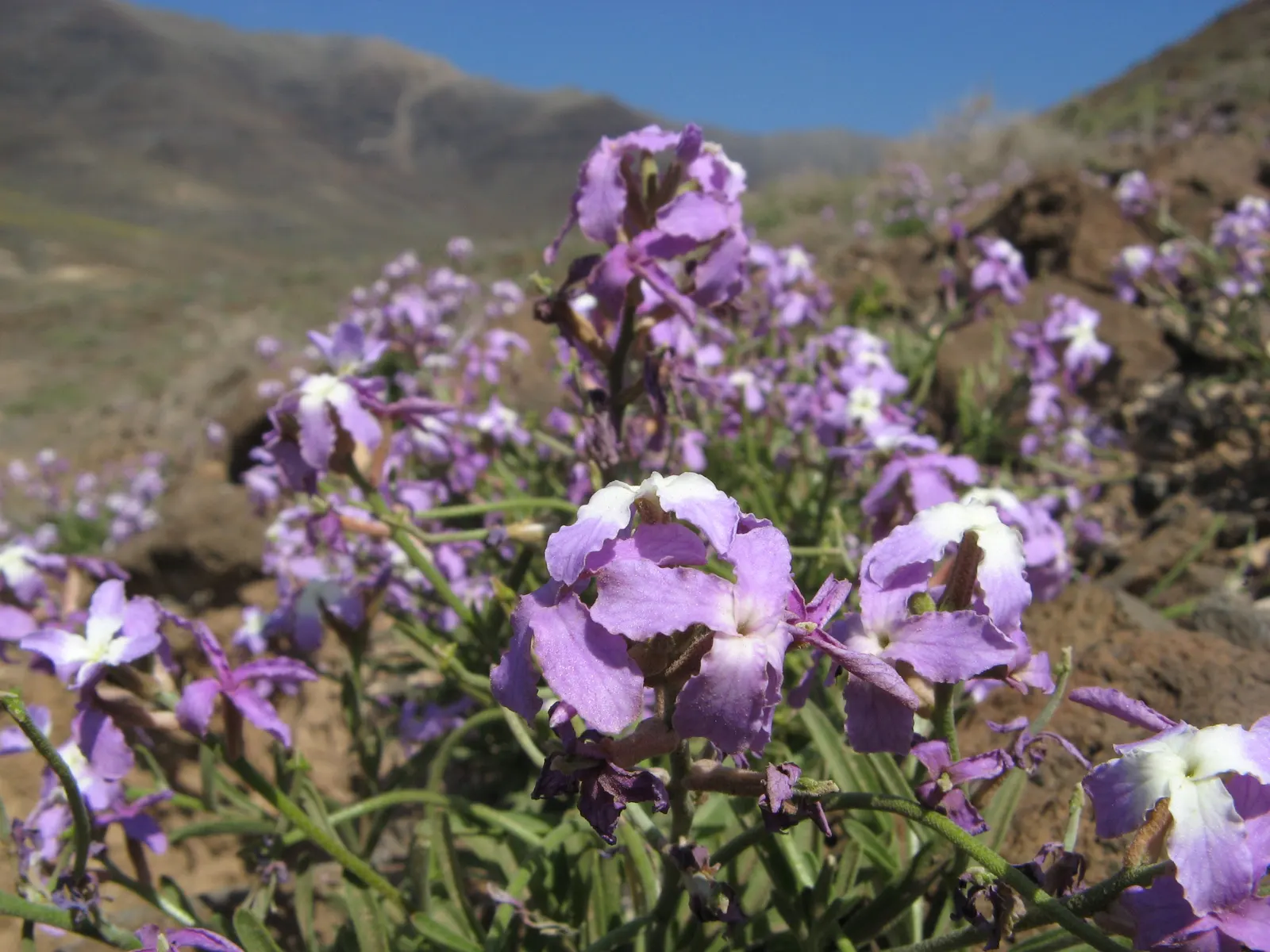 Garden Stock (Matthiola Incana) — offering a subtle backdrop to the vivid spires of densely clustered flowers; its dense clusters of blossoms, image 47