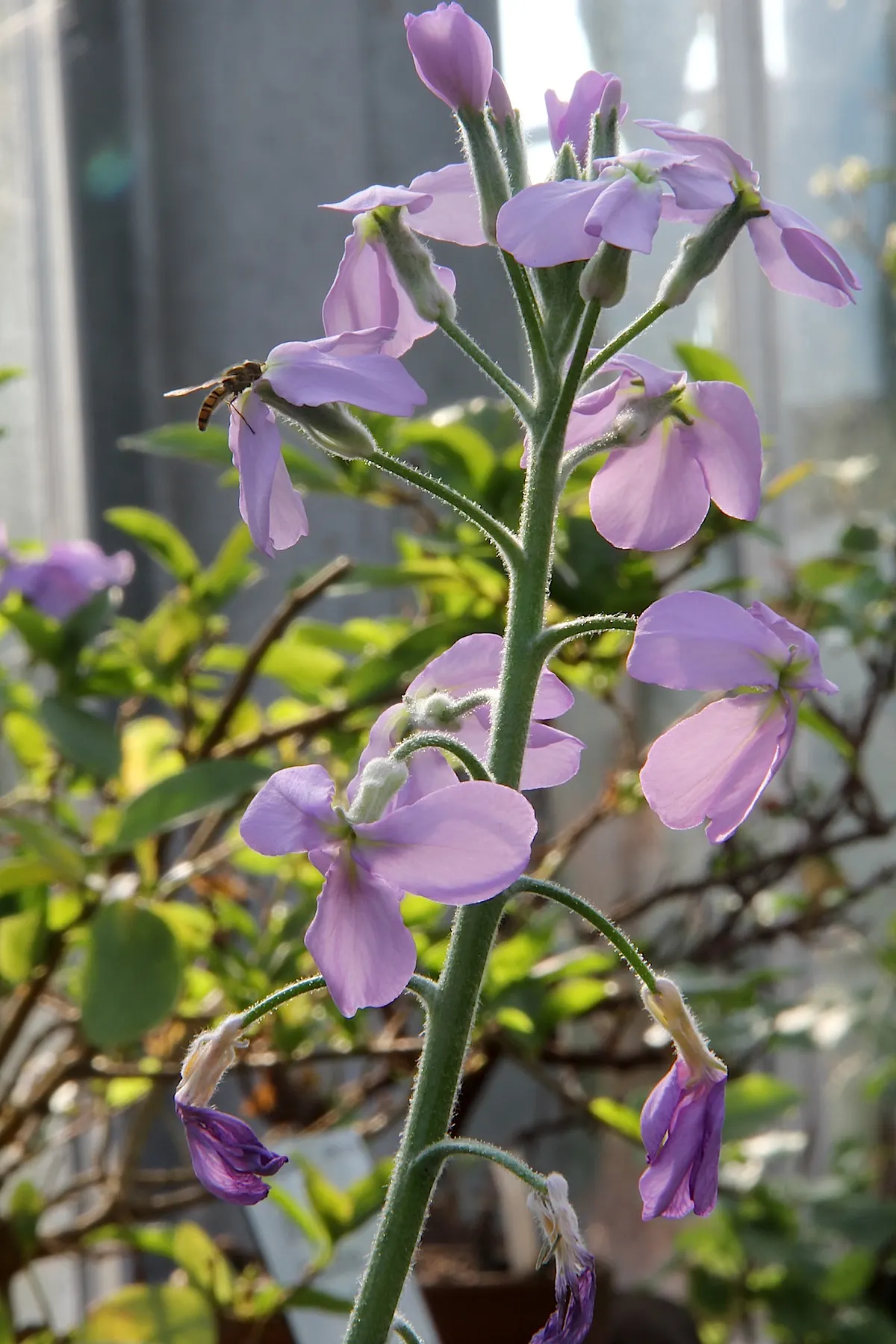 Garden Stock (Matthiola Incana) — scientifically known as Matthiola incana; where visitors can enjoy its spicy clove-like fragrance, image 62