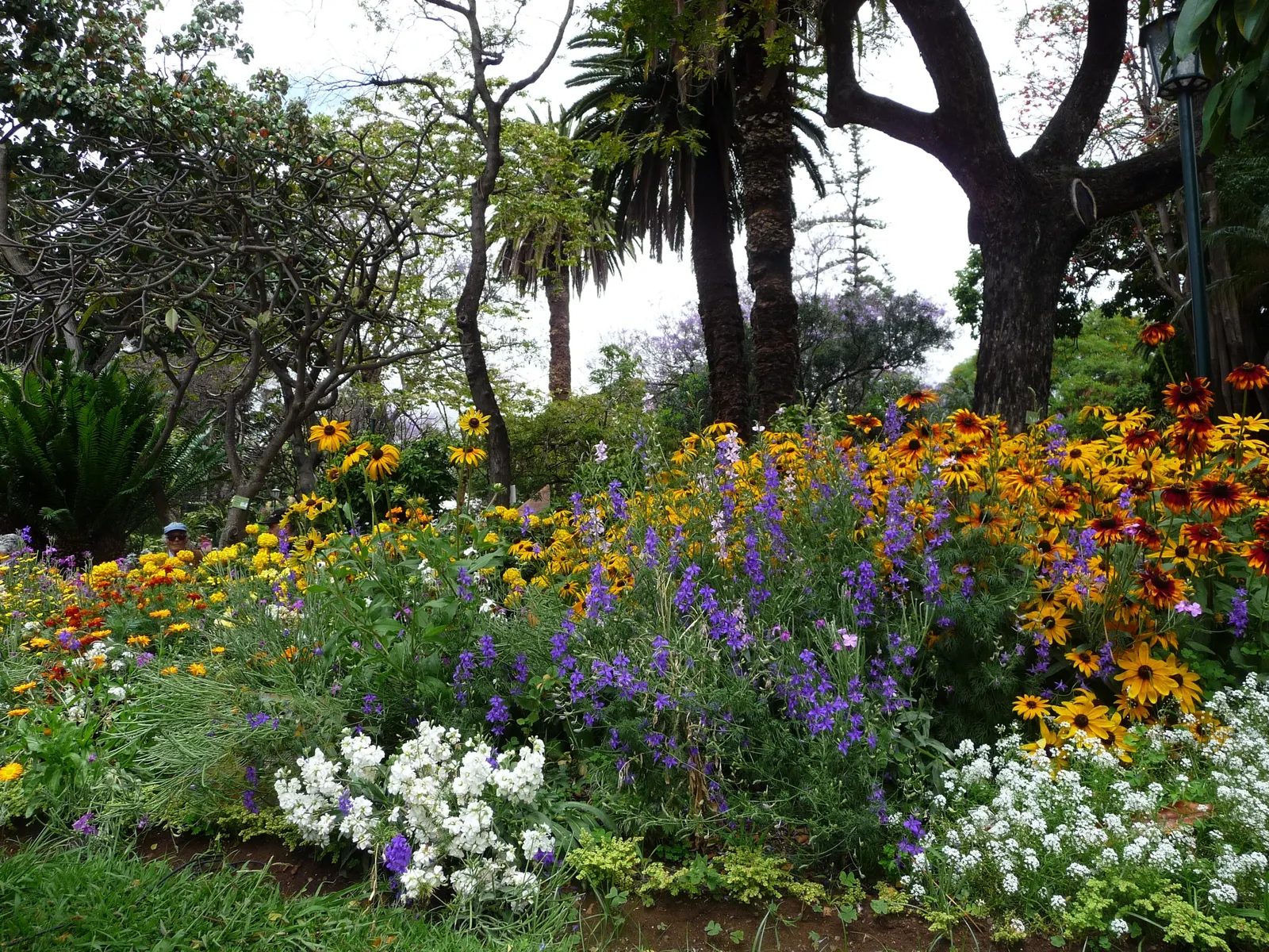 Garden Stock (Matthiola Incana) — where visitors can enjoy its spicy clove-like fragrance; they require full sun to light shade, image 89