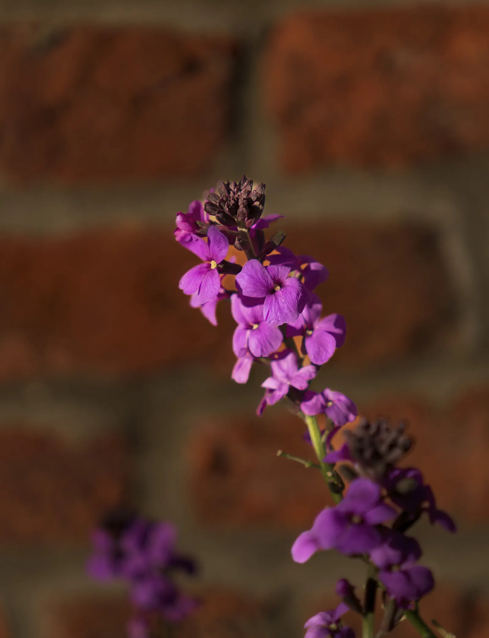 Garden Stock (Matthiola Incana) — This plant typically reaches a height of 12 to 30 inches and can spread 10 to 20 inches