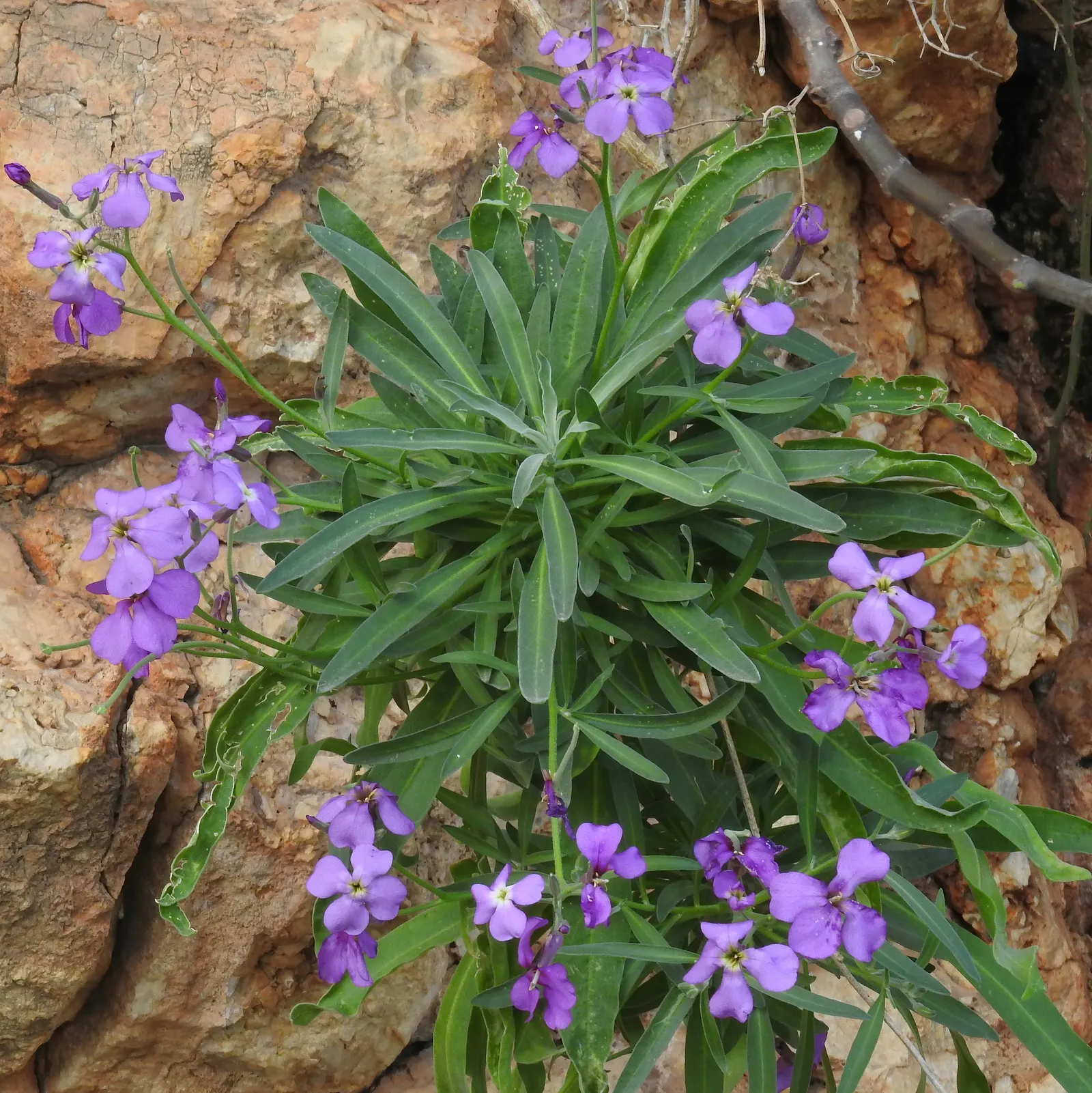Garden Stock (Matthiola Incana) — pink and red flowers in the garden