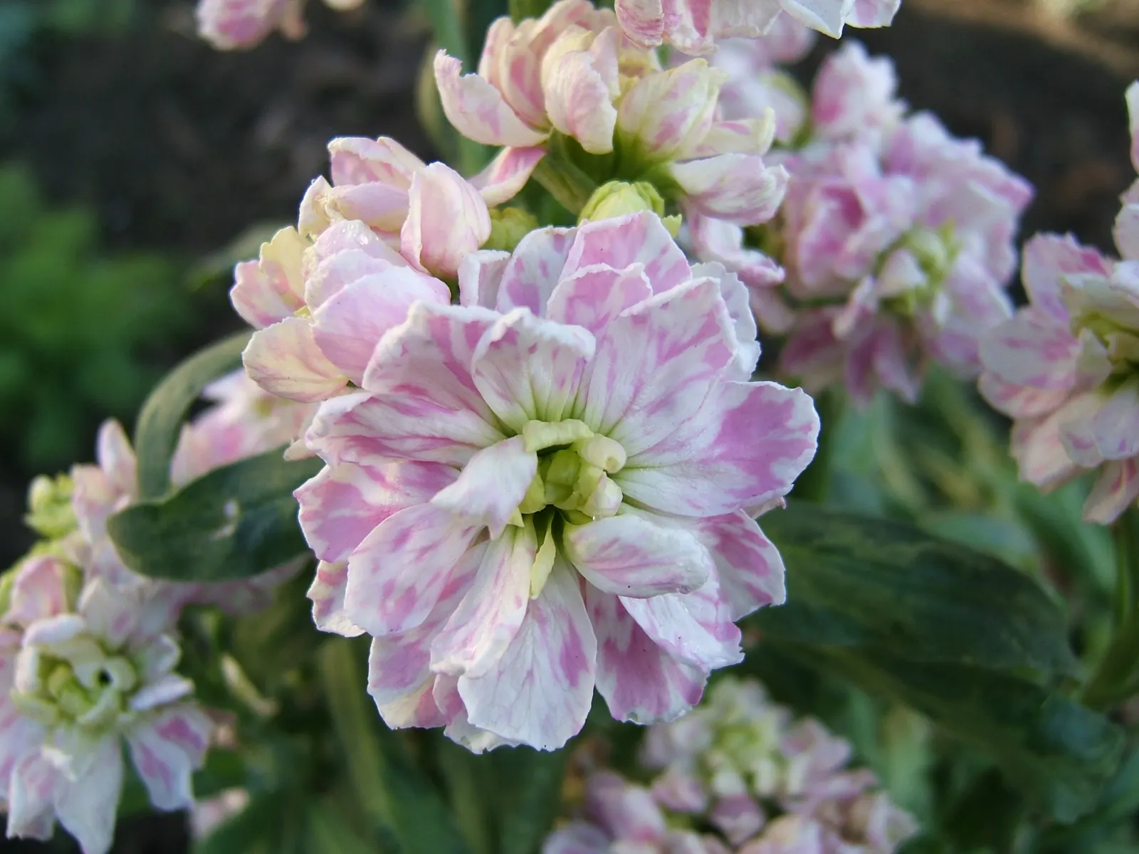 Garden Stock (Matthiola Incana) — These blossoms come in a variety of hues including white