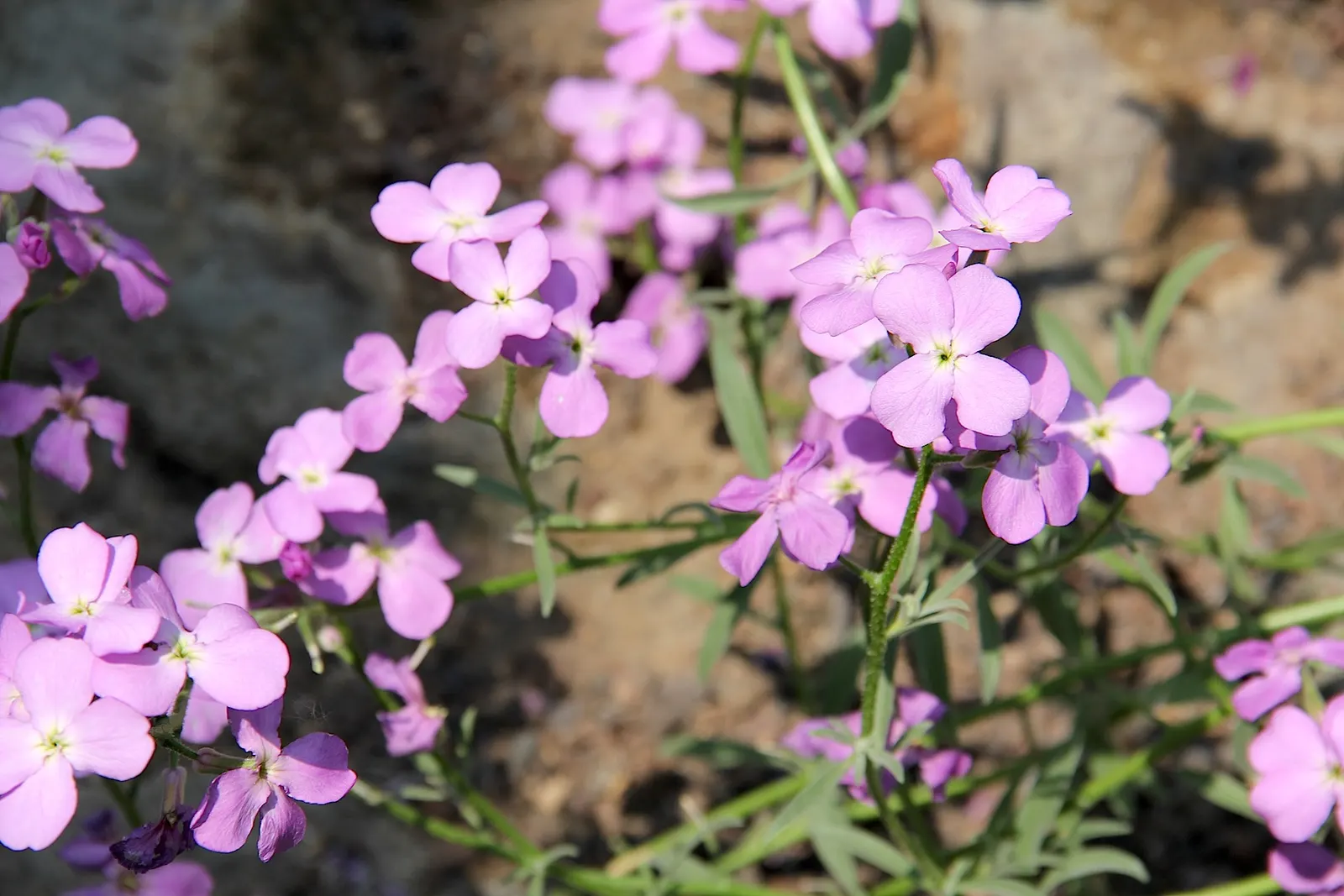 Garden Stock (Matthiola Incana) — where visitors can enjoy its spicy clove-like fragrance; they require full sun to light shade, image 51