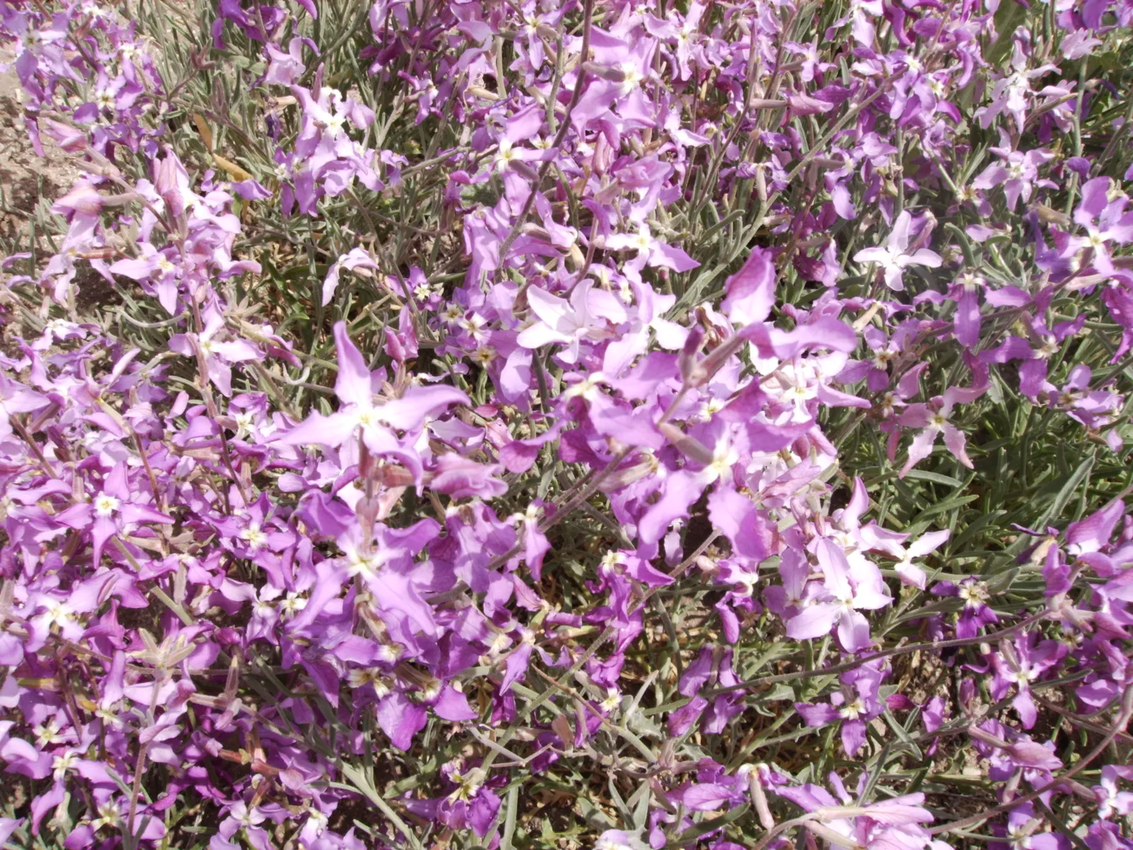 Garden Stock (Matthiola Incana) — Matthiola incana is more likely to behave as a perennial; which grow in a grayish-green hue, image 53