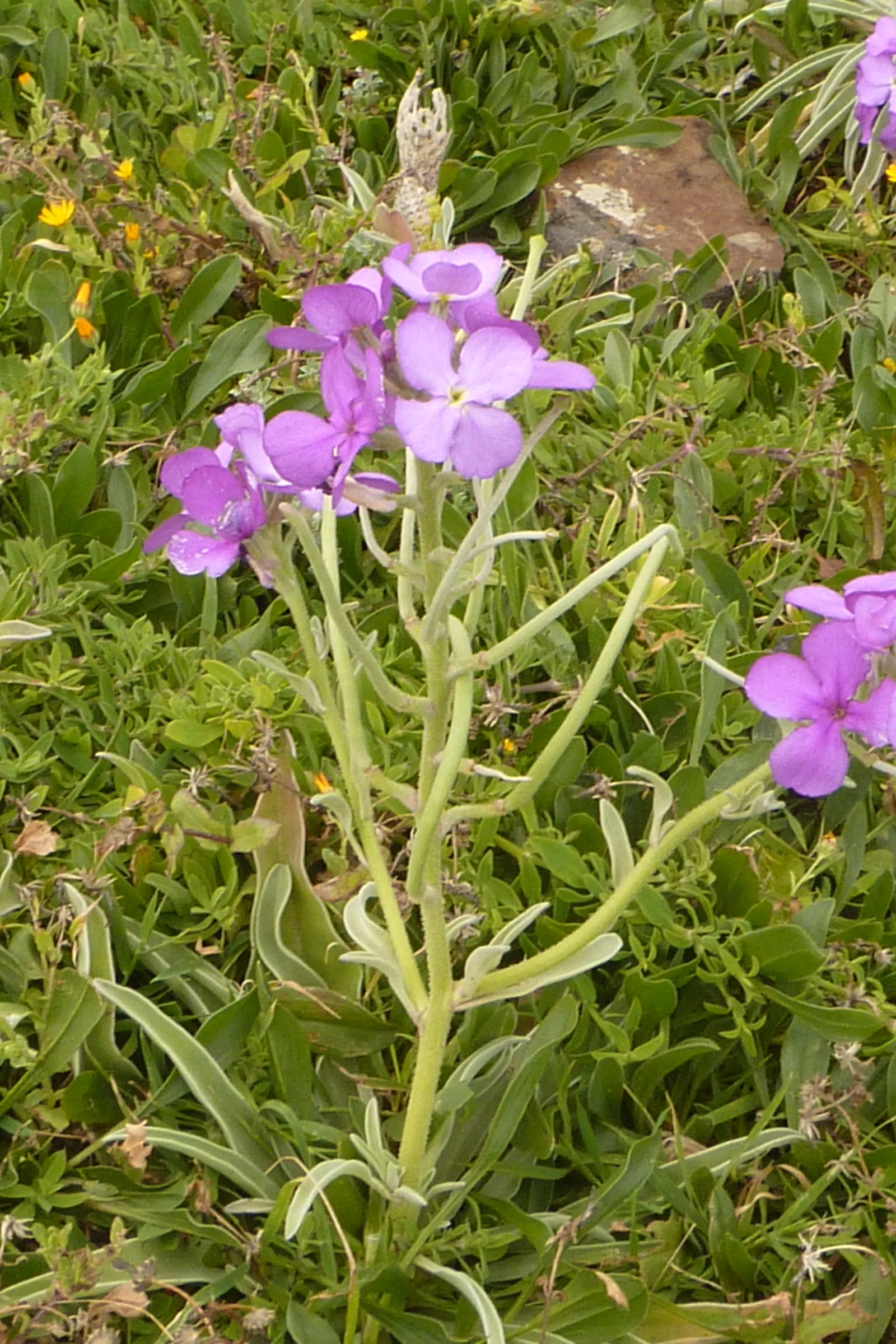 Garden Stock (Matthiola Incana) — annual for full or half