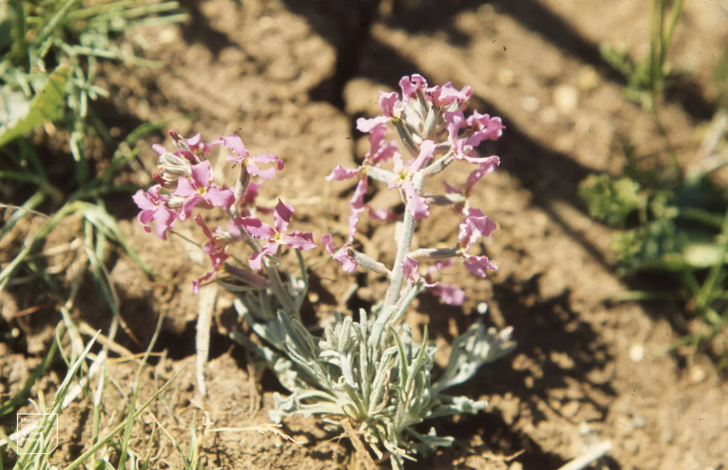 Garden Stock (Matthiola Incana) — Ideal for borders or as a cut flower, it brings an old-fashioned elegance to any garden design; this plant, image 61