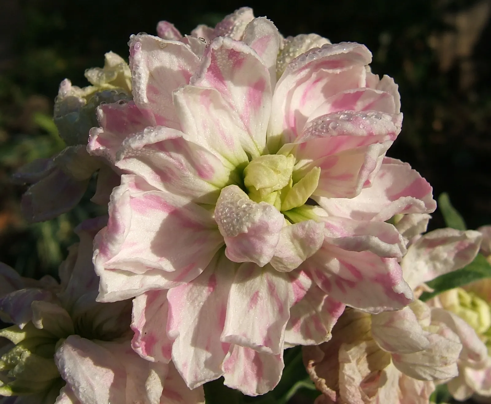 Garden Stock (Matthiola Incana) — annual with pink and red blooms; offering a subtle backdrop to the vivid spires of densely clustered flowers