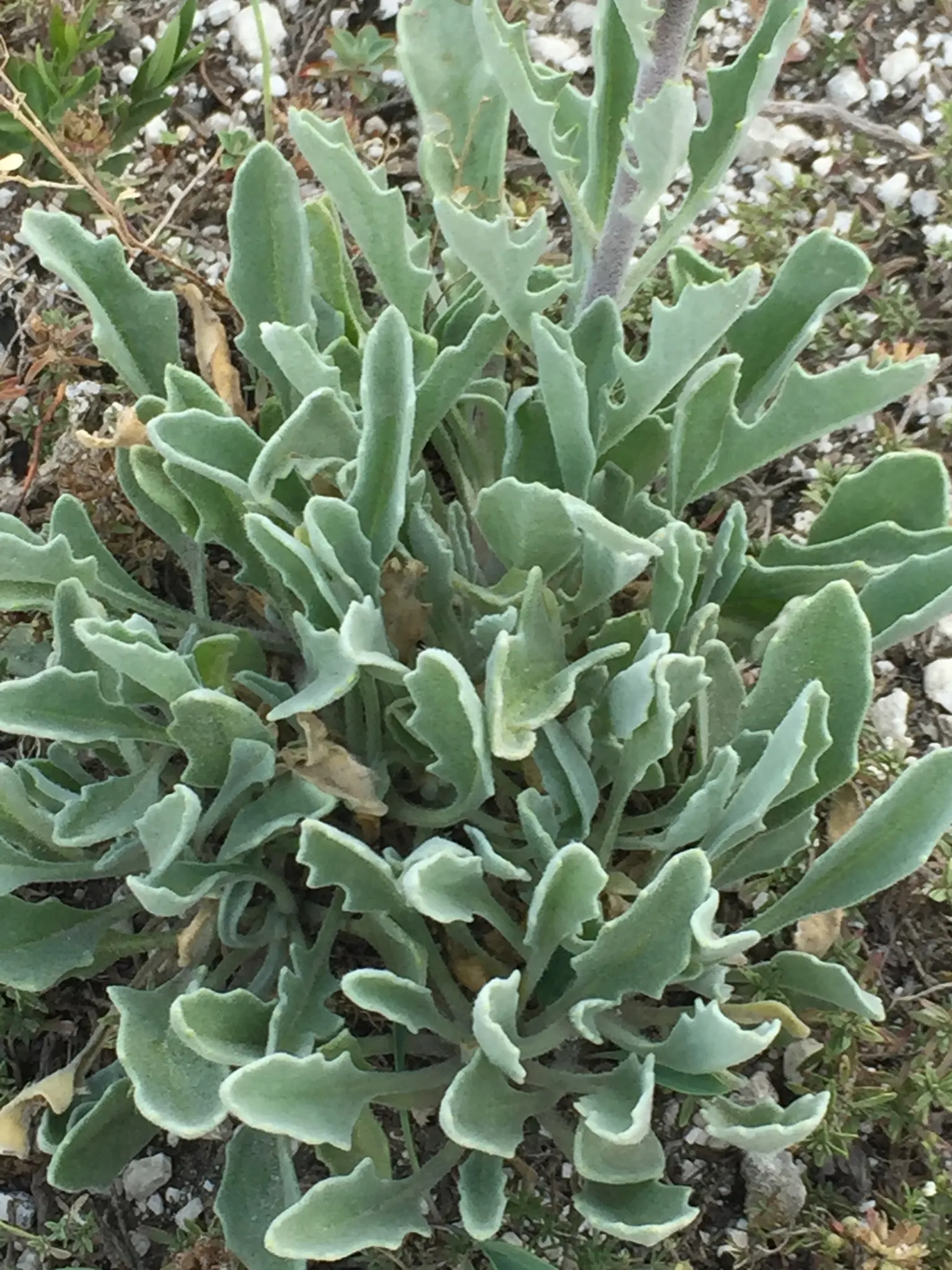 Garden Stock (Matthiola Incana) — pink and red flowers in the garden; typically reaching 1-2.5 feet in height, it flourishes in well-drained soil, image 93