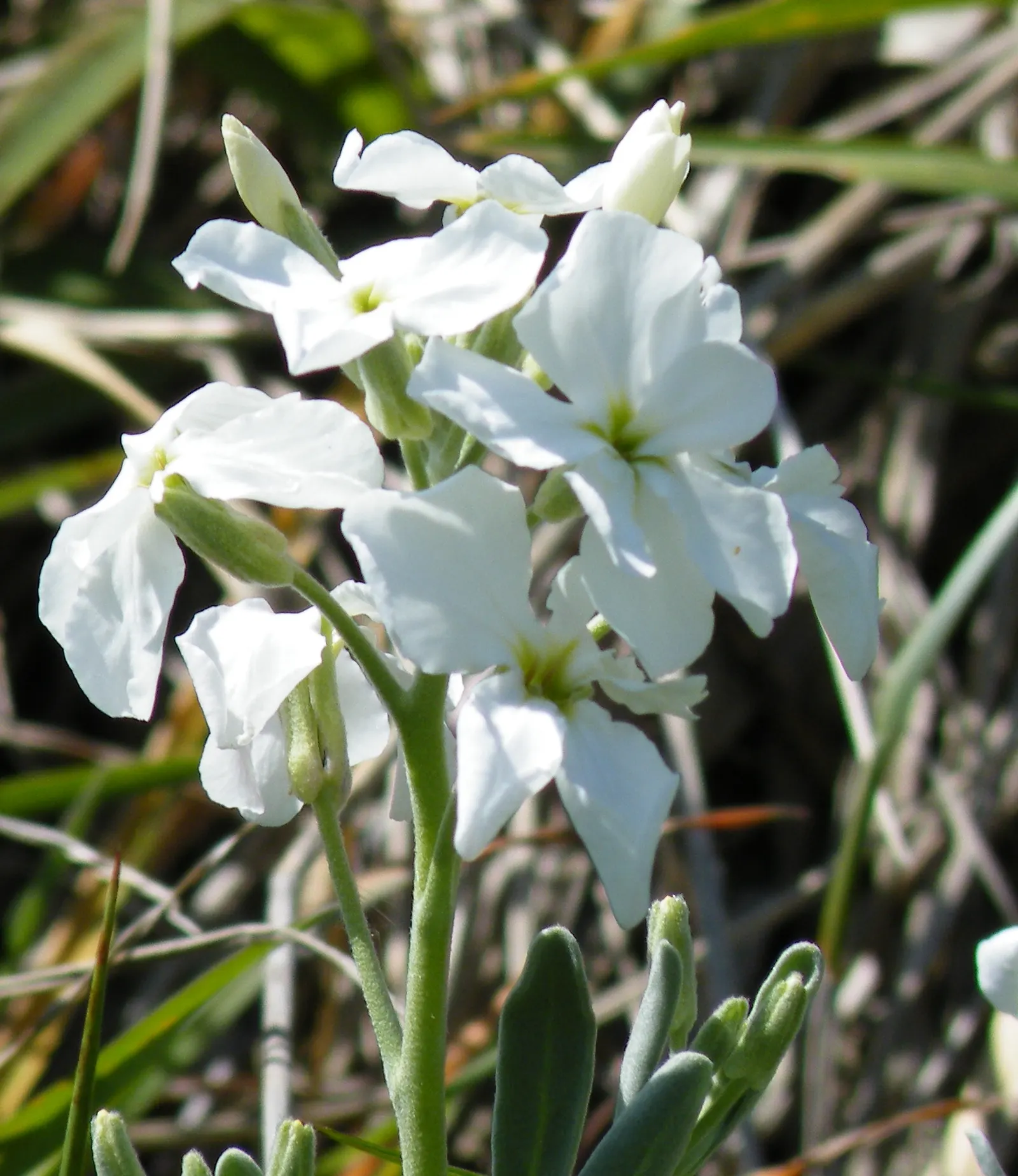 Garden Stock (Matthiola Incana) — where visitors can enjoy its spicy clove-like fragrance; they require full sun to light shade