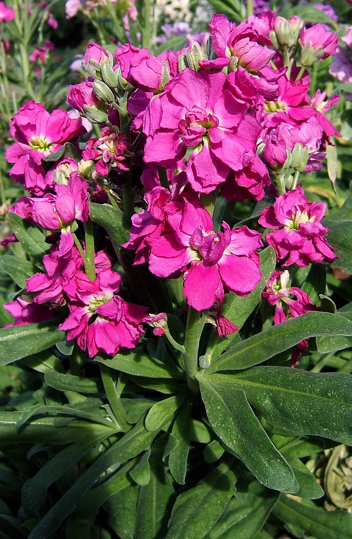 Garden Stock (Matthiola Incana) — scientifically known as Matthiola incana; where visitors can enjoy its spicy clove-like fragrance, image 81