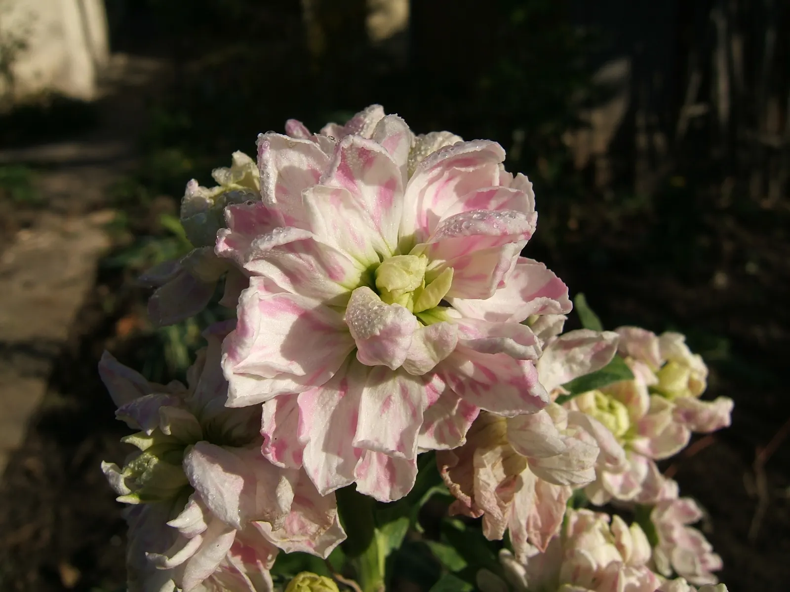 Garden Stock (Matthiola Incana) — These blossoms come in a variety of hues including white, image 29