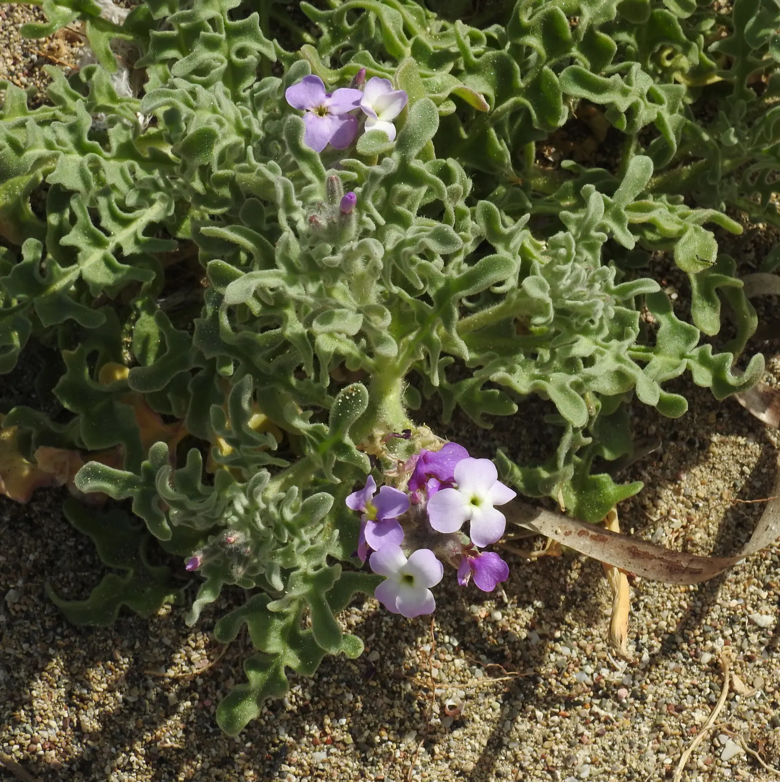 Garden Stock (Matthiola Incana) — gracing gardens with its presence for several seasons; it is also a traditional choice for cottage gardens, image 54