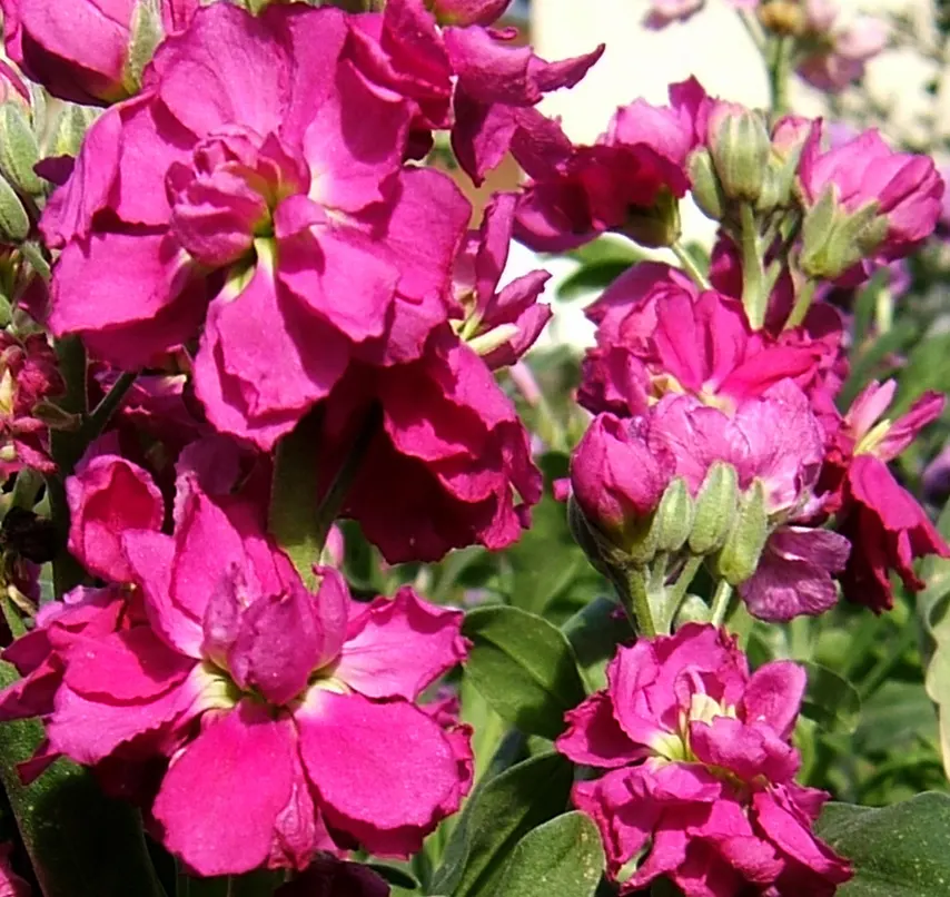 Garden Stock (Matthiola Incana) — It is also a traditional choice for cottage gardens