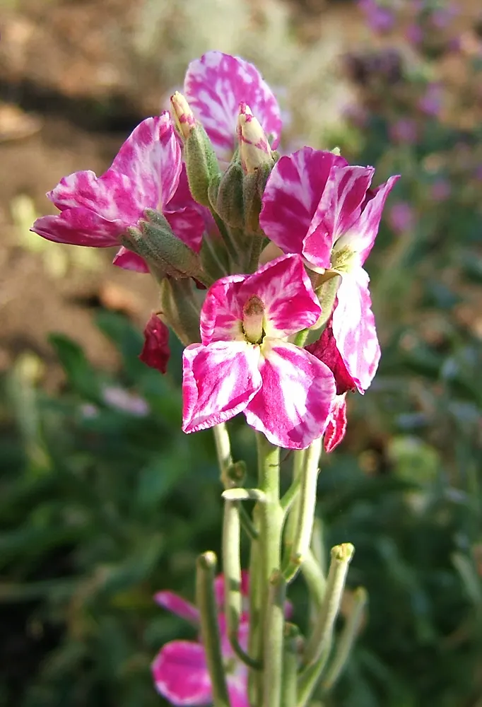 Garden Stock (Matthiola Incana) — Matthiola incana is more likely to behave as a perennial; which grow in a grayish-green hue, image 72