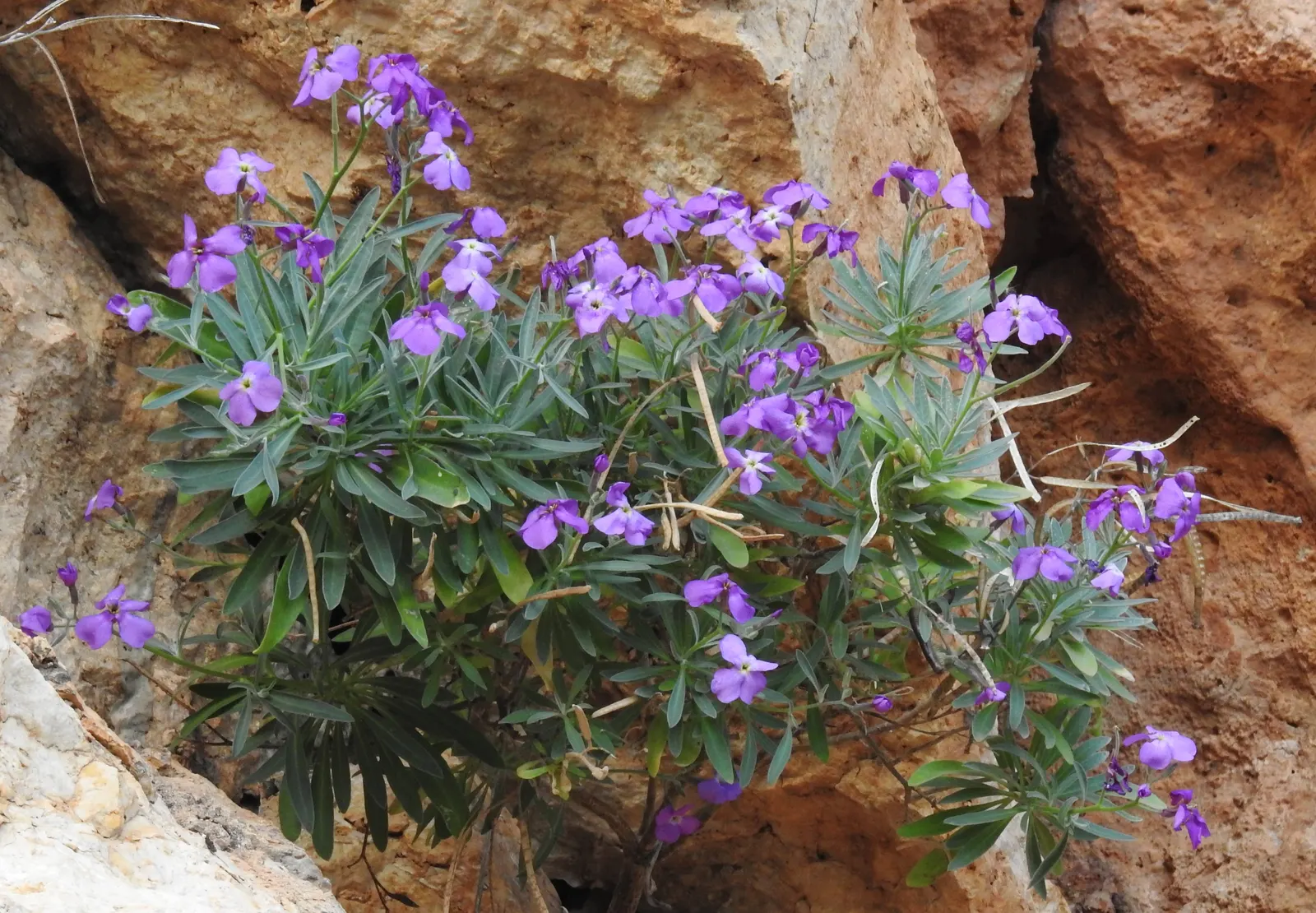 Garden Stock (Matthiola Incana) — This plant typically reaches a height of 12 to 30 inches and can spread 10 to 20 inches; is a charming biennial known for its