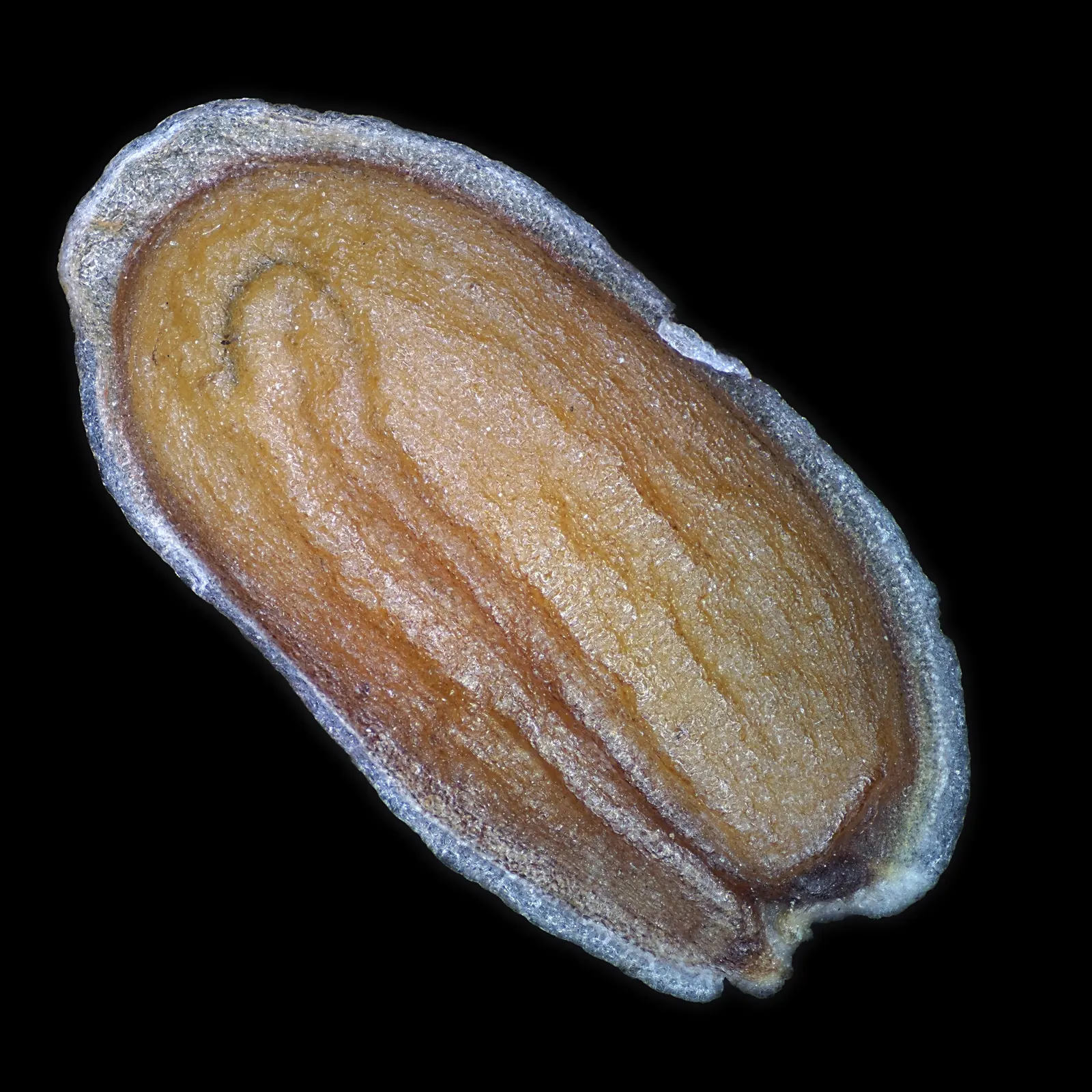 Garden Stock (Matthiola Incana) — they require full sun to light shade; scientifically known as Matthiola incana