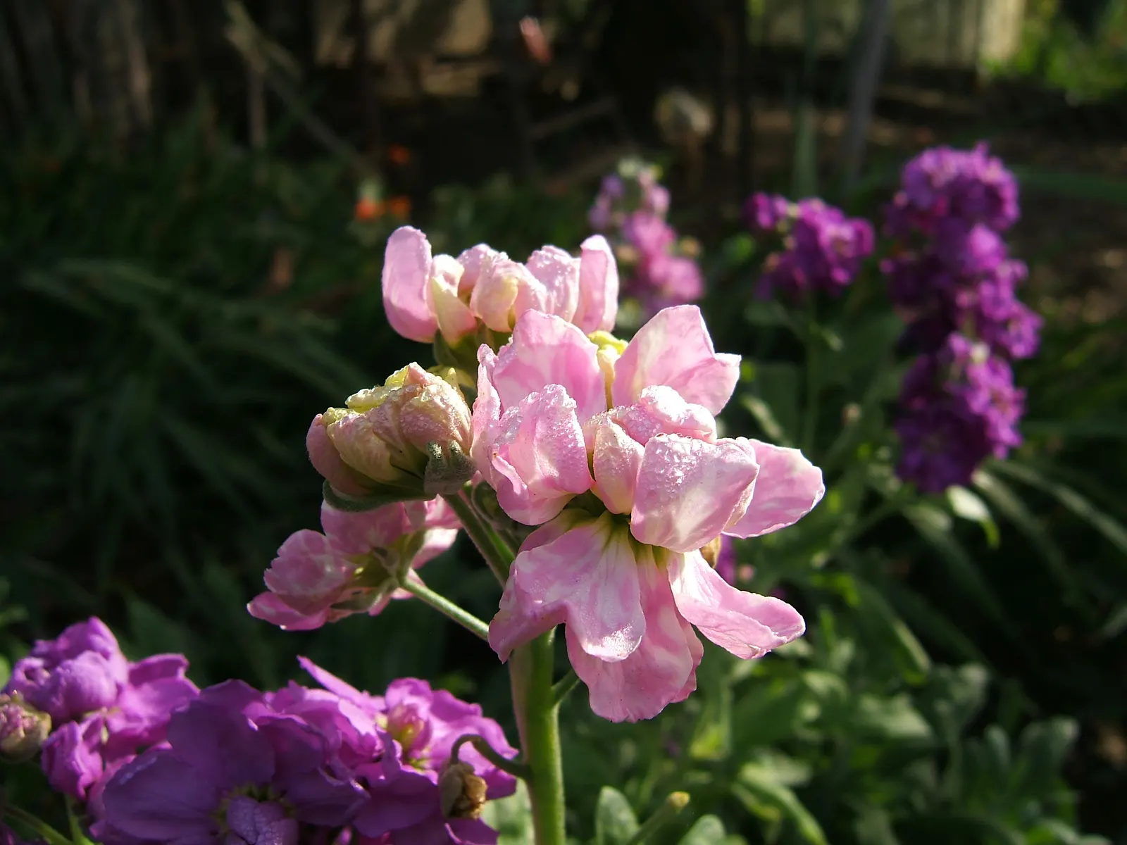 Garden Stock (Matthiola Incana) — can be up to 4 inches long; matthiola incana is more likely to behave as a perennial, image 46