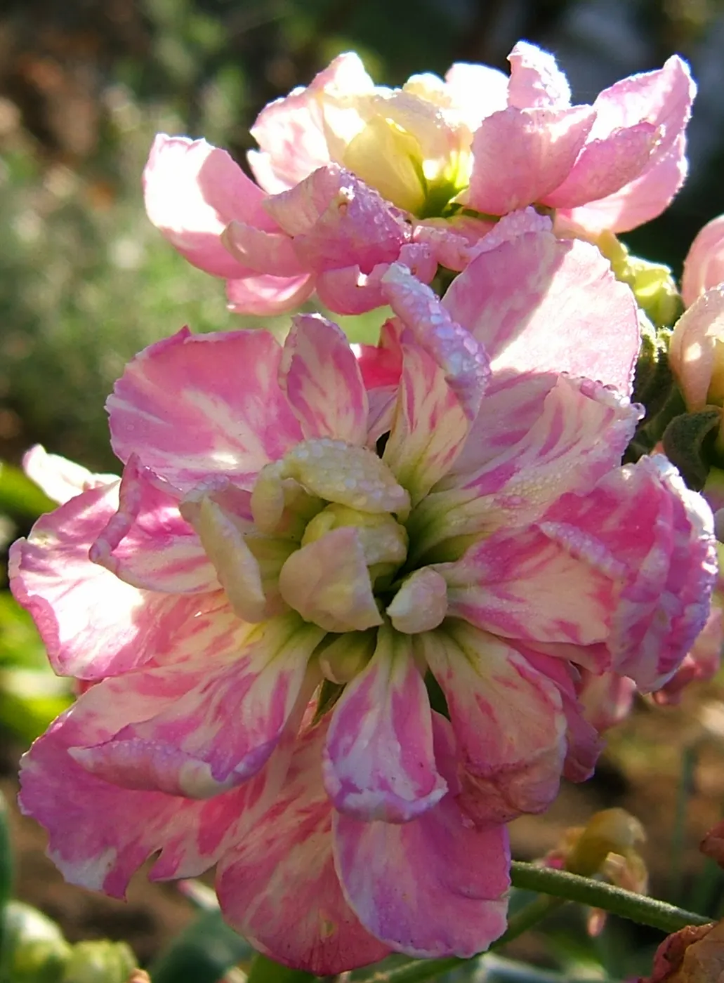 Garden Stock (Matthiola Incana) — they require full sun to light shade; scientifically known as Matthiola incana, image 88