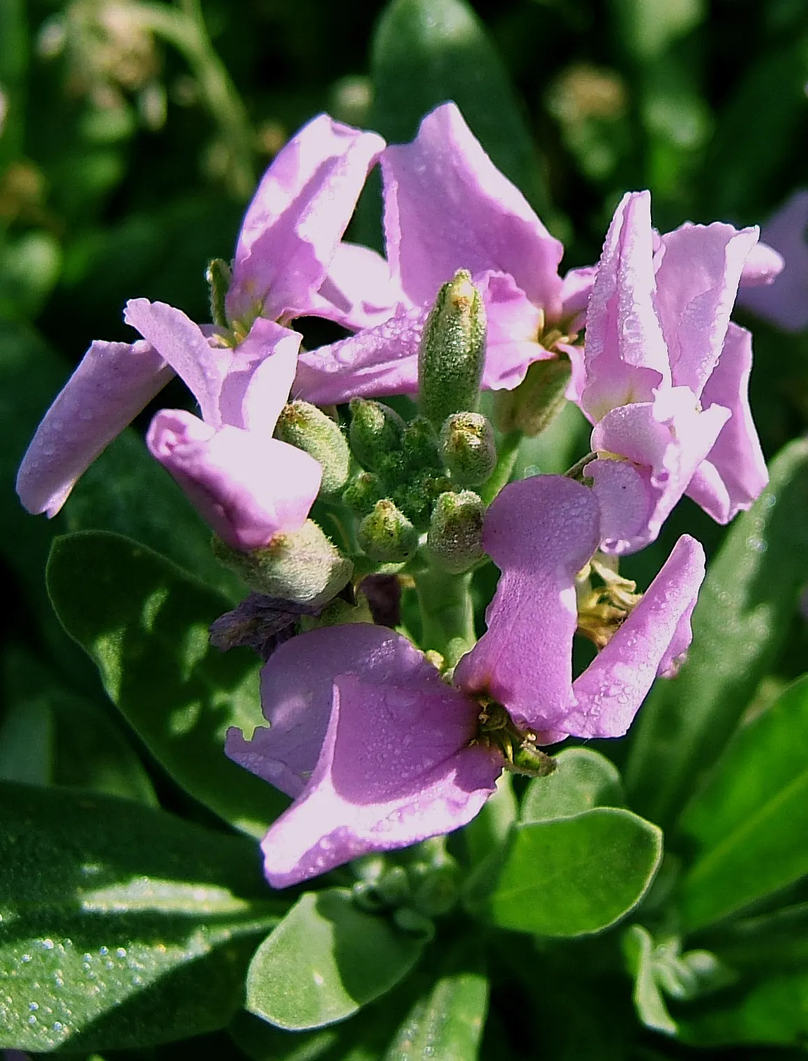 Garden Stock (Matthiola Incana) — It is also a traditional choice for cottage gardens; annual for full or half, image 90