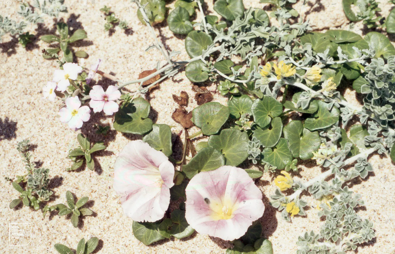 Garden Stock (Matthiola Incana) — offering a subtle backdrop to the vivid spires of densely clustered flowers; its dense clusters of blossoms, image 66