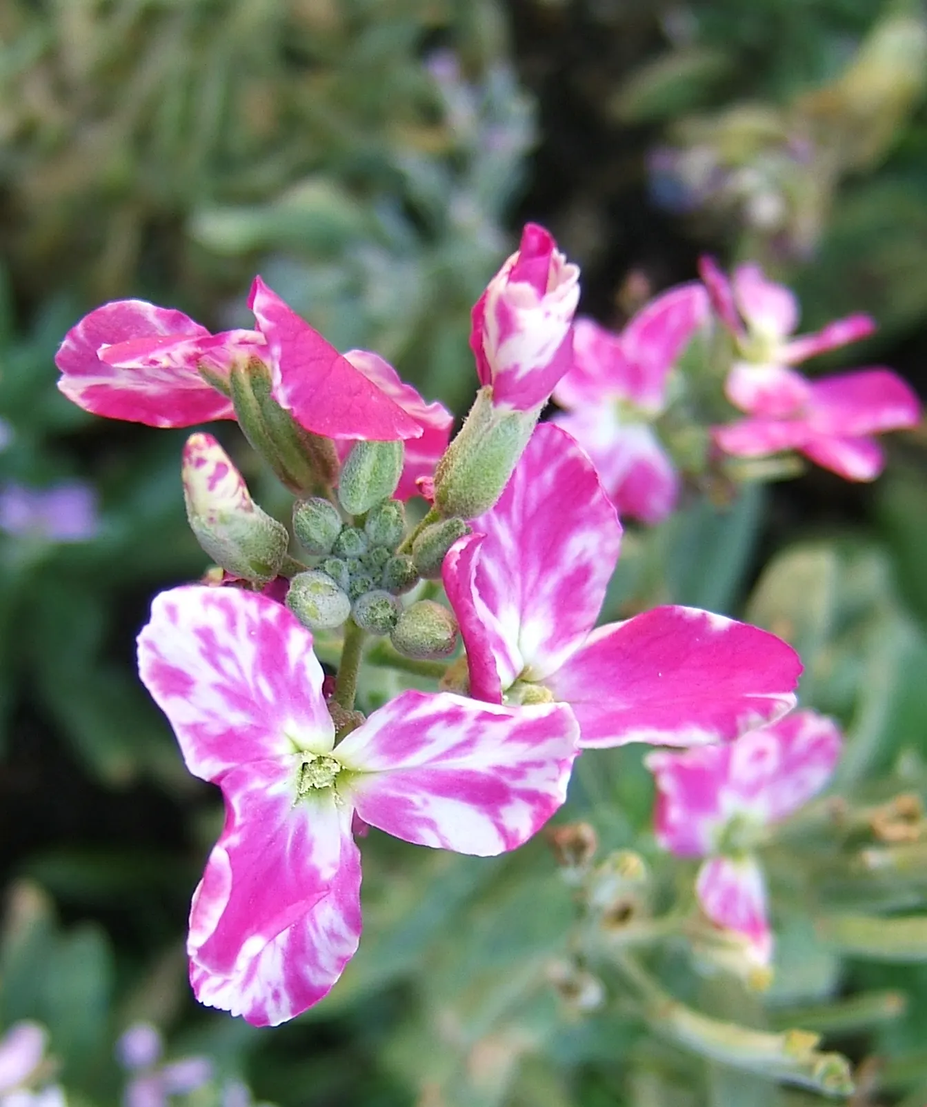 Garden Stock (Matthiola Incana) — they require full sun to light shade; scientifically known as Matthiola incana, image 69