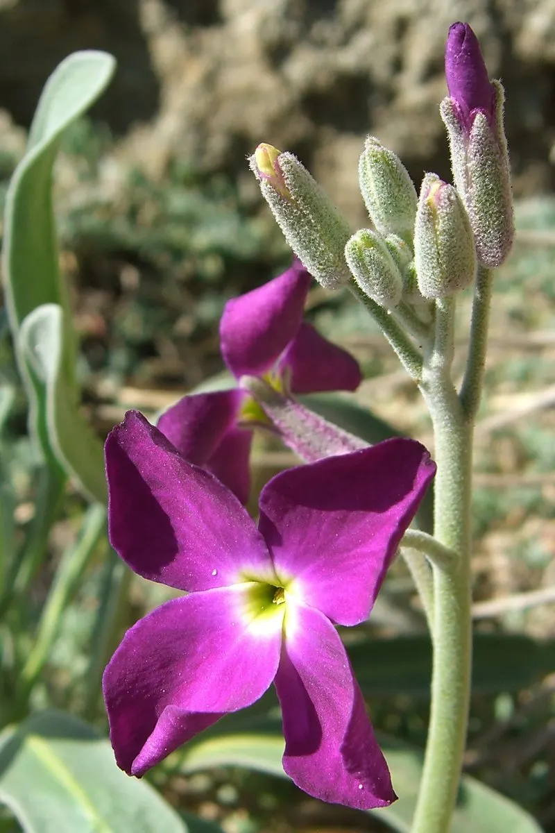 Garden Stock (Matthiola Incana) — Ideal for borders or as a cut flower, it brings an old-fashioned elegance to any garden design; this plant, image 80